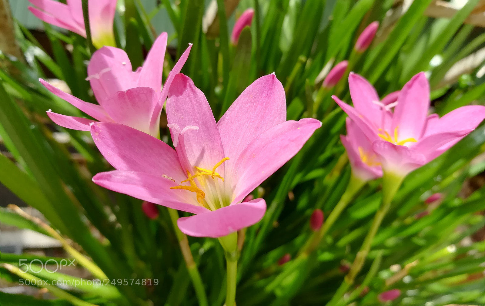 HUAWEI honor 6x sample photo. Pink lily photography