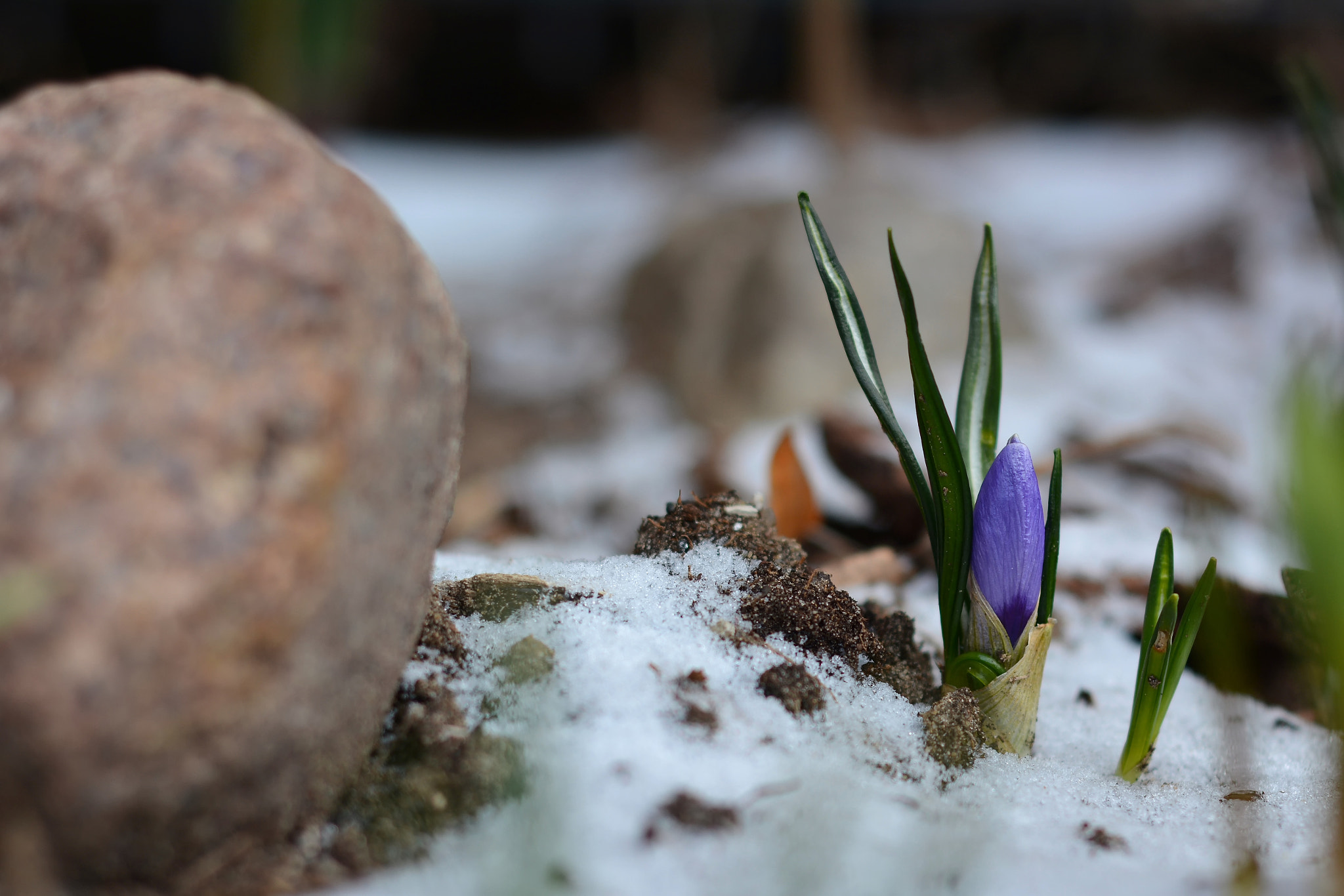 Nikon D7100 + Nikon AF Nikkor 50mm F1.8D sample photo. Crocus in the snow photography