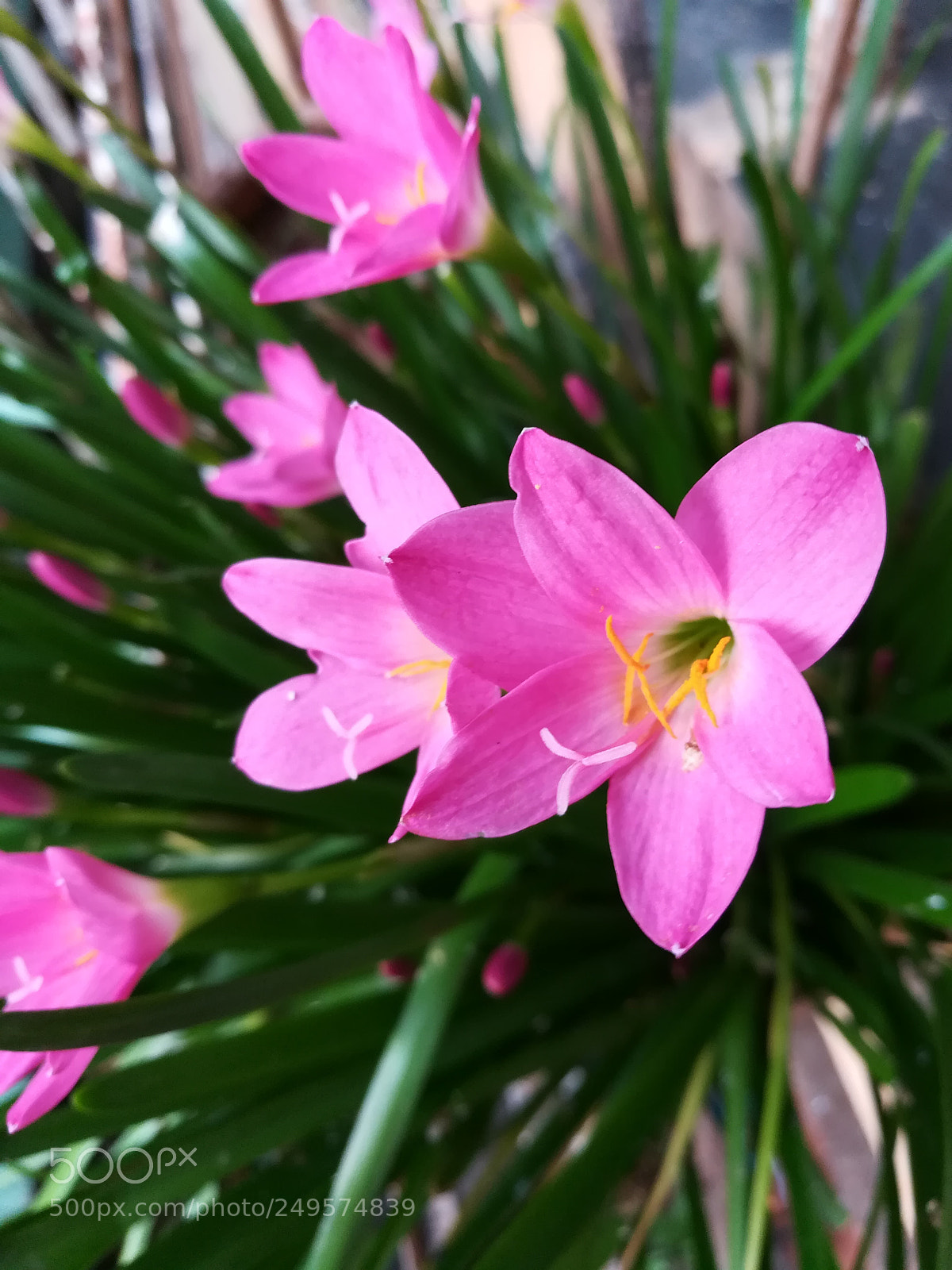 HUAWEI honor 6x sample photo. Pink lily photography