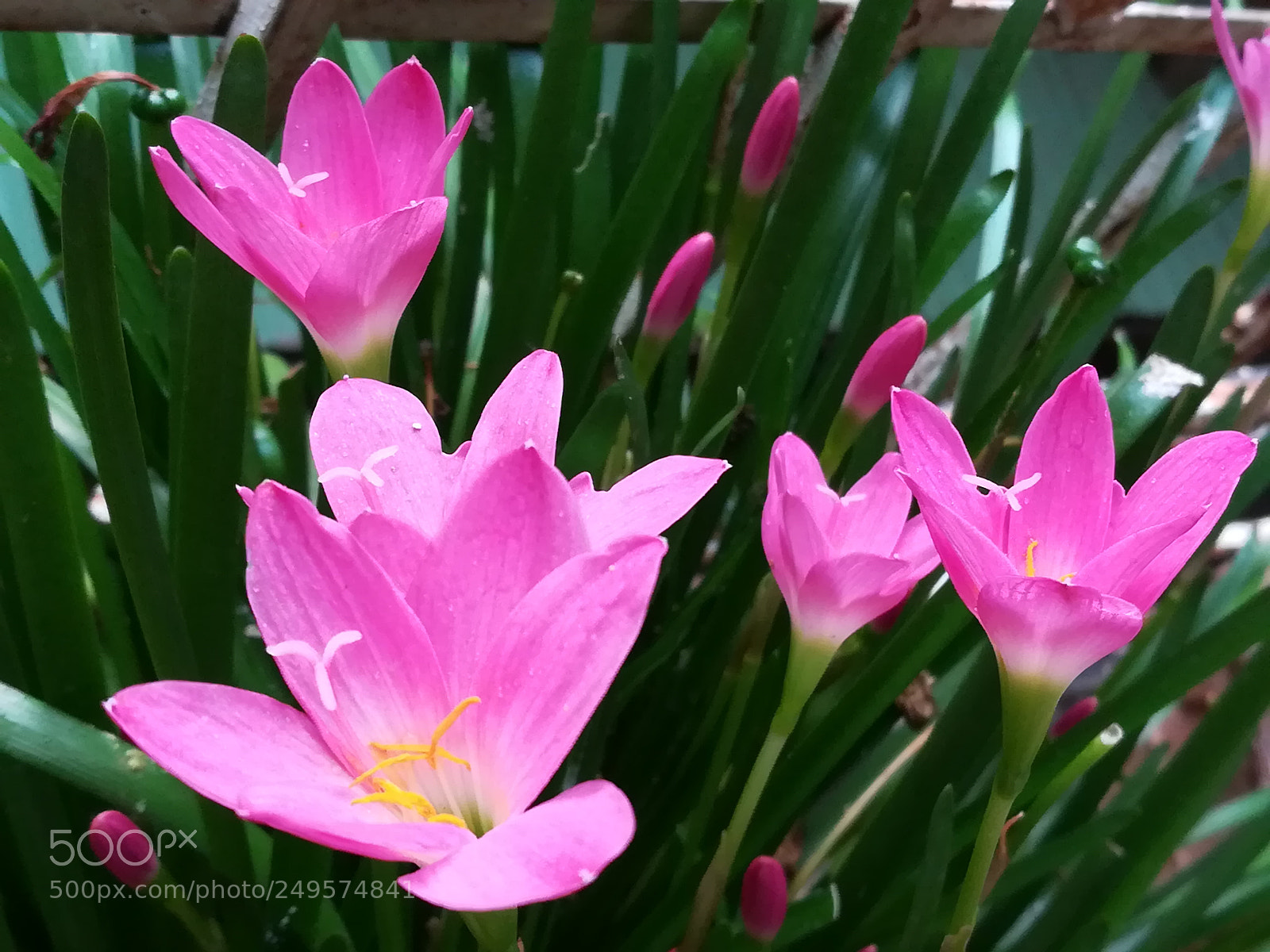 HUAWEI honor 6x sample photo. Pink lily photography