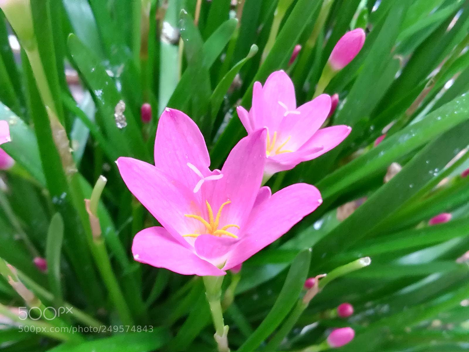 HUAWEI honor 6x sample photo. Pink lily photography