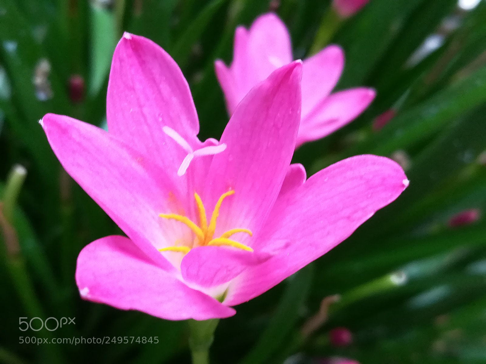 HUAWEI honor 6x sample photo. Pink lily photography