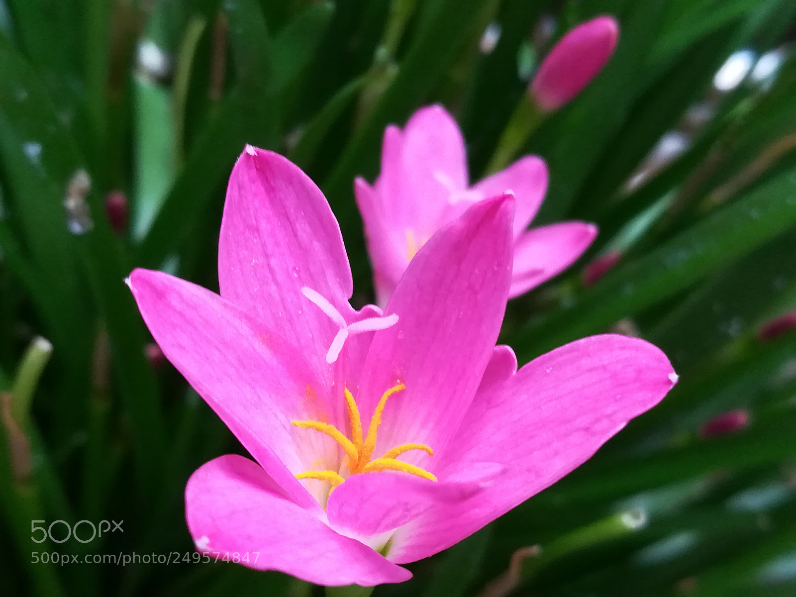 HUAWEI honor 6x sample photo. Pink lily photography