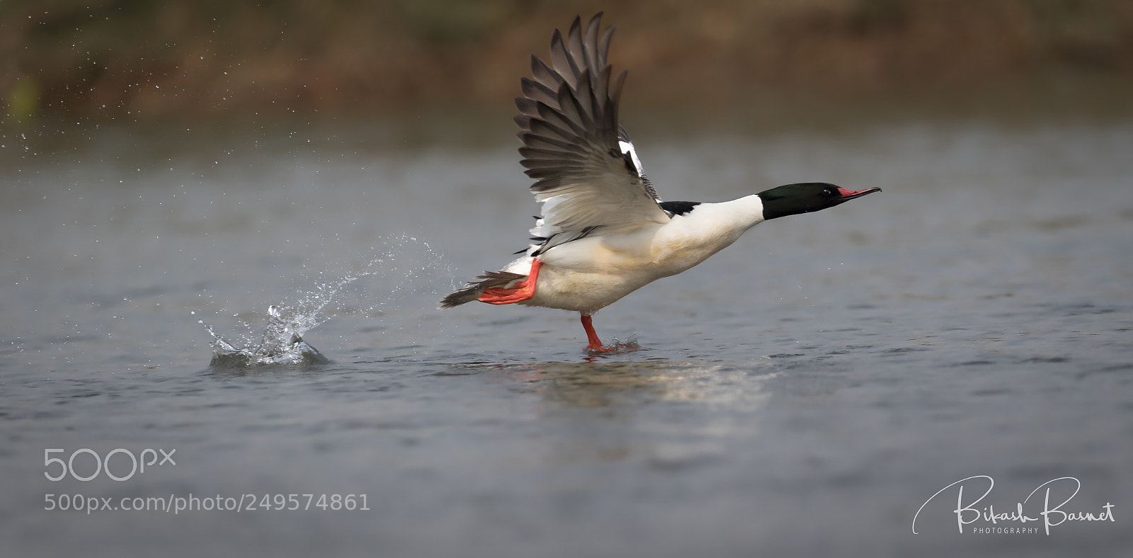 Canon EOS 7D Mark II sample photo. Take off ! photography
