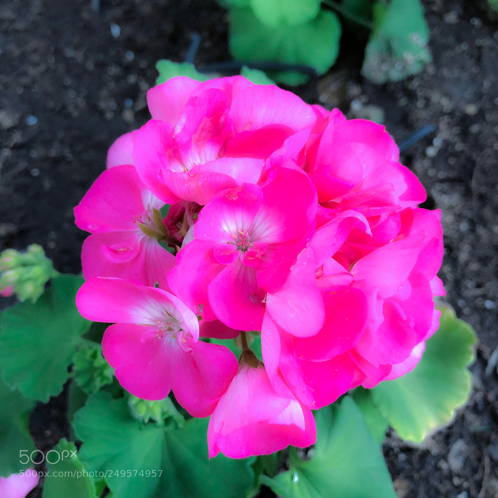 Apple iPhone 8 Plus sample photo. Pink geraniums (soft focus) photography