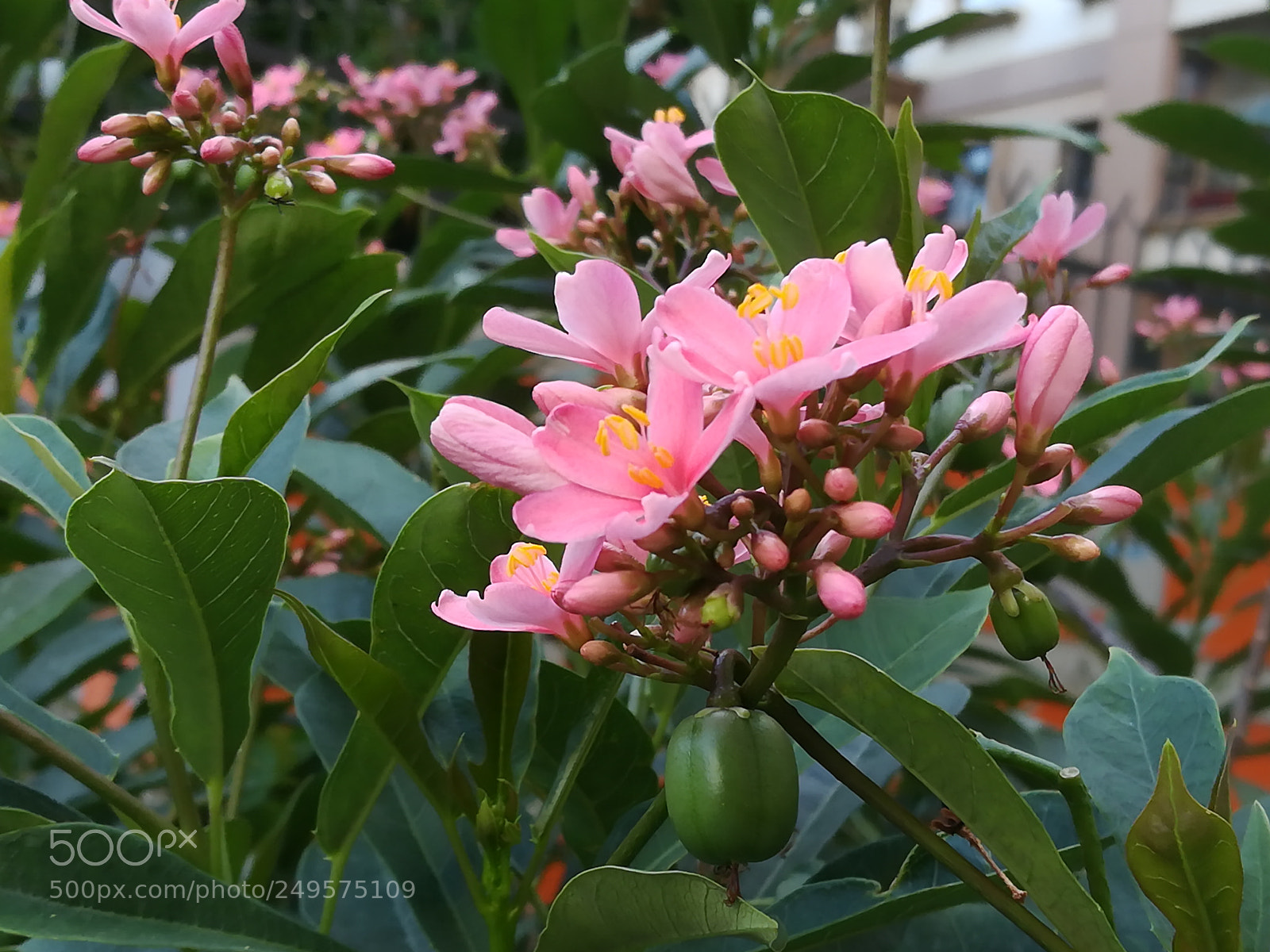 HUAWEI honor 6x sample photo. Pink carnation photography