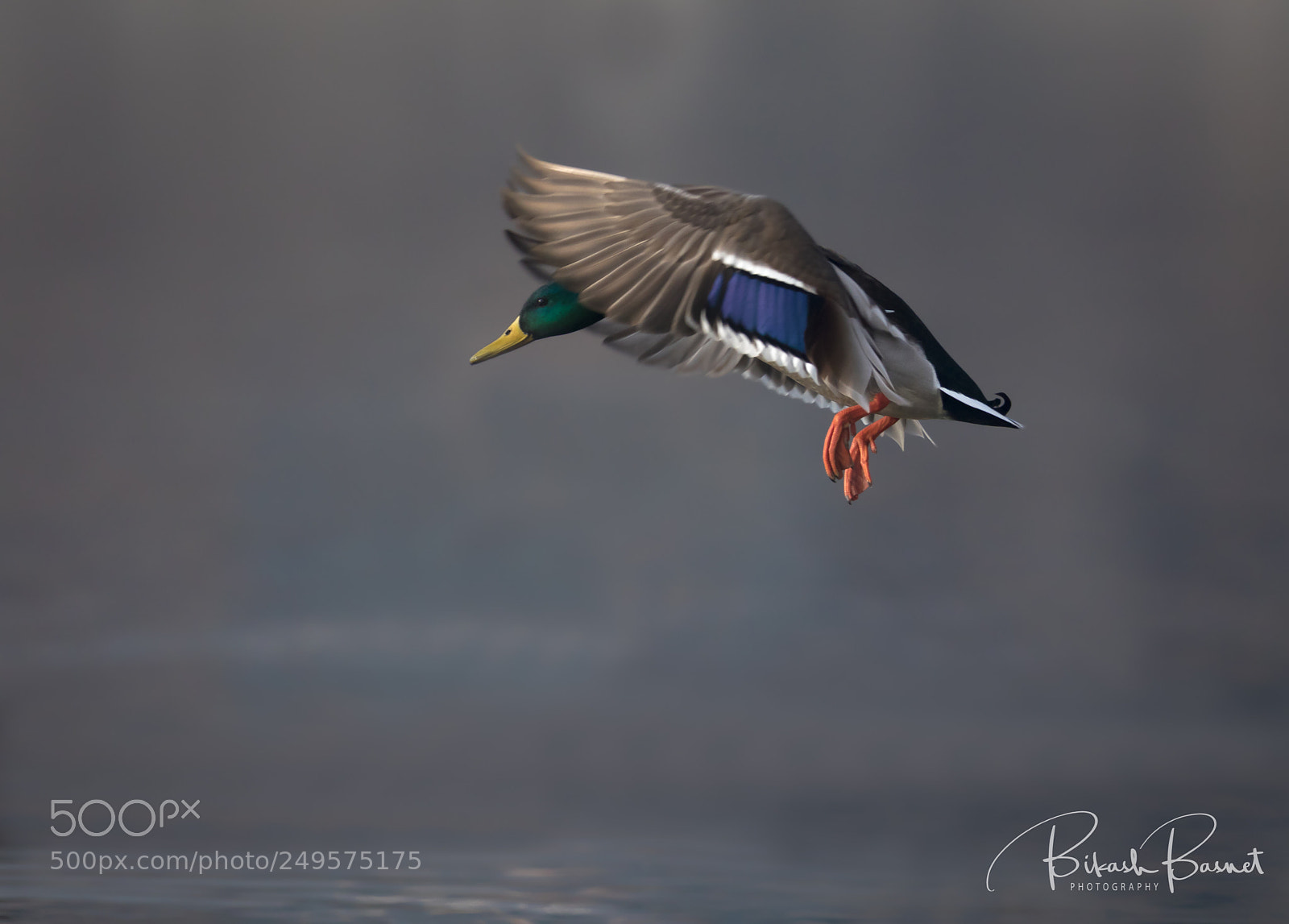 Canon EOS 7D Mark II sample photo. Mallard photography
