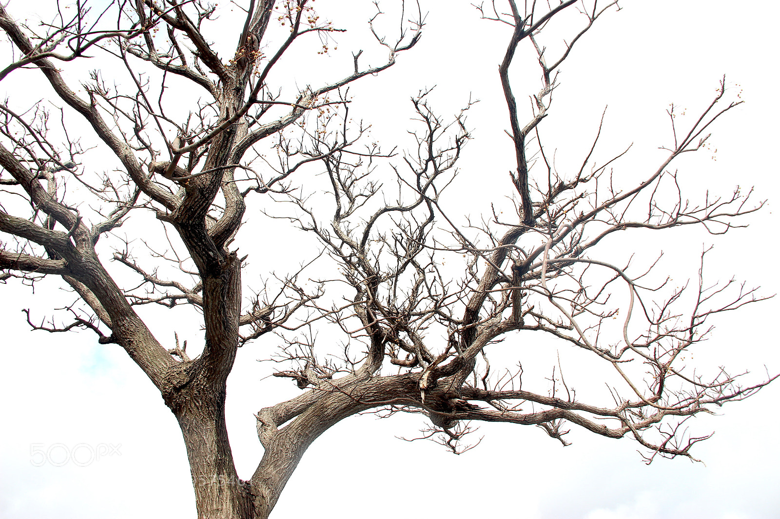 Canon EOS 600D (Rebel EOS T3i / EOS Kiss X5) sample photo. Barren tree #2 photography