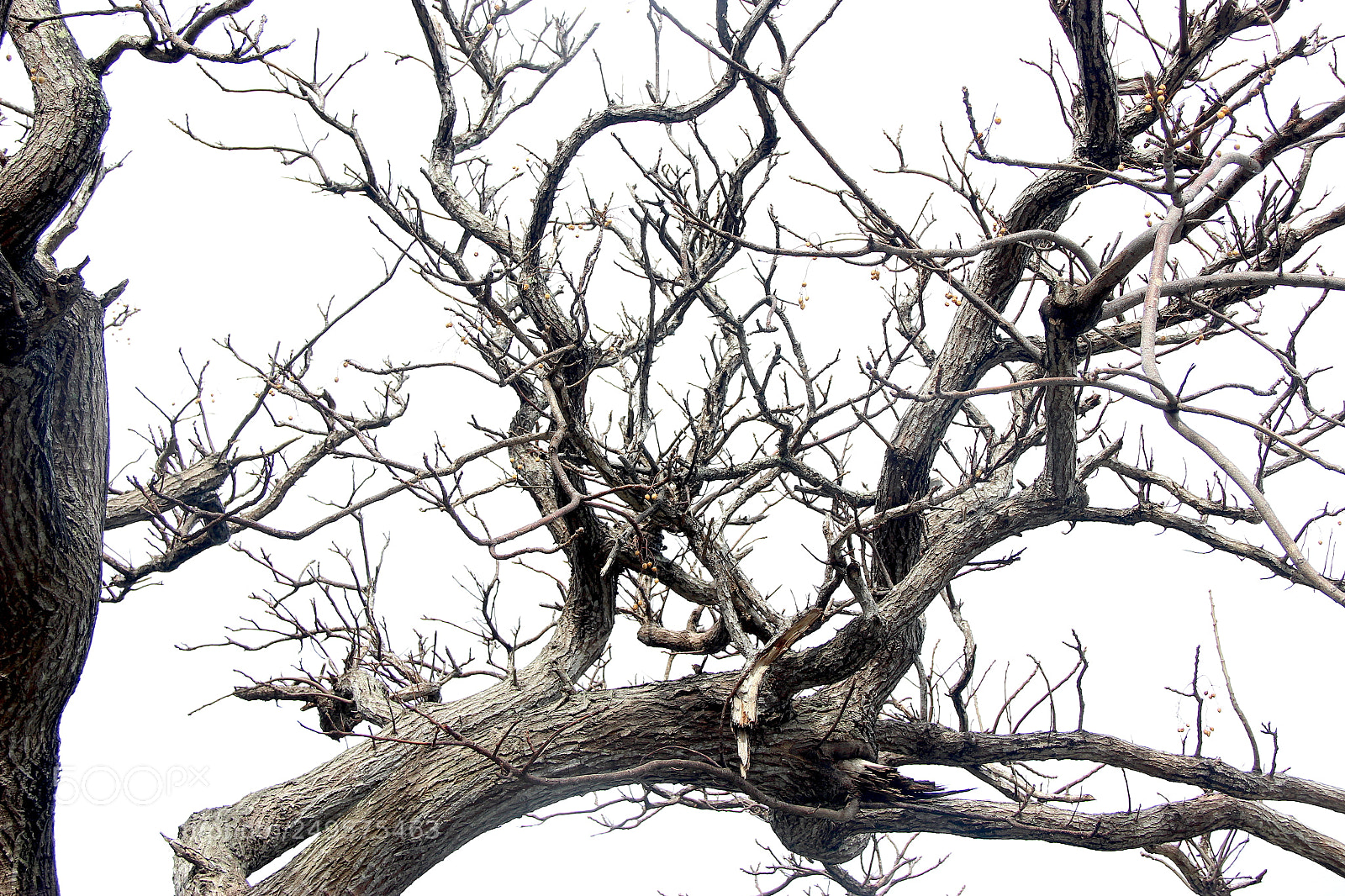 Canon EOS 600D (Rebel EOS T3i / EOS Kiss X5) sample photo. Barren tree #1 photography