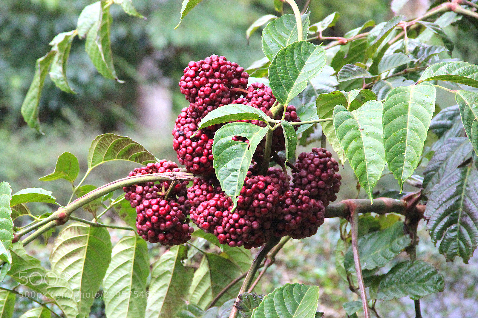 Canon EOS 600D (Rebel EOS T3i / EOS Kiss X5) sample photo. Bunch of small berries photography