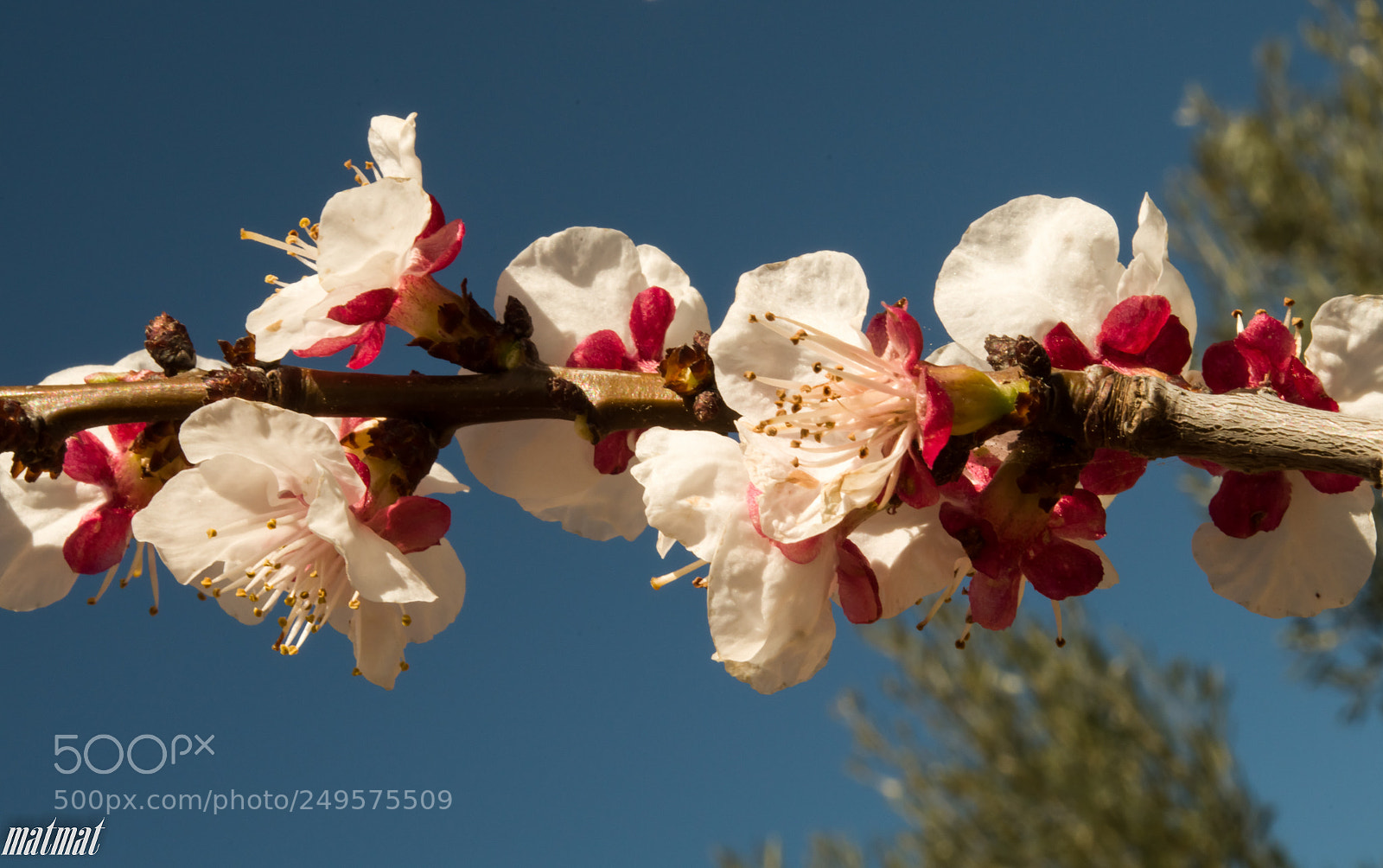 Pentax K-S2 sample photo. Apricot blossom photography