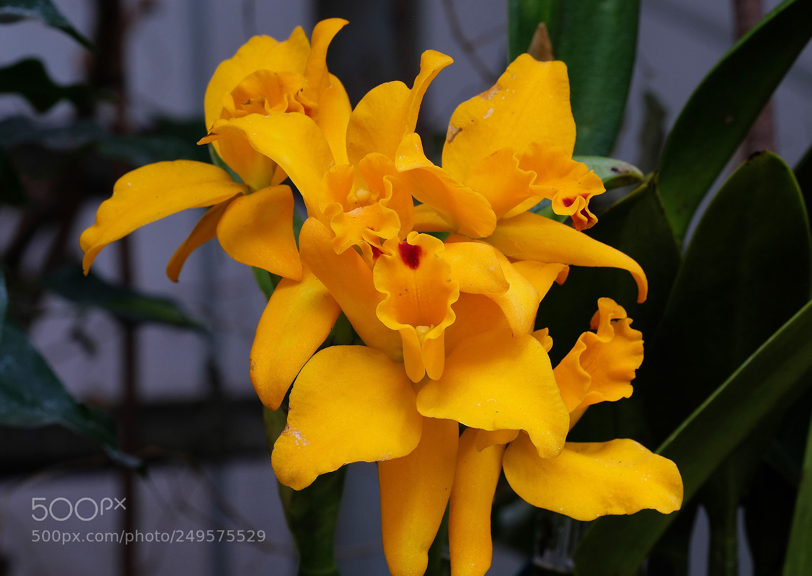 Fujifilm X-T2 sample photo. Orchidee photography