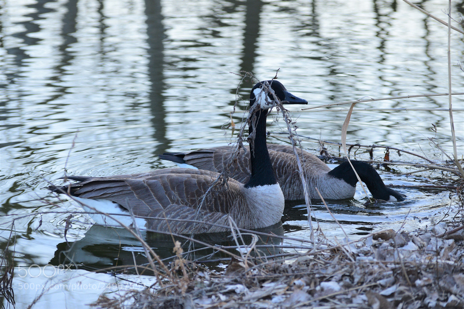 Nikon D3300 sample photo. Canadian geese in pond photography