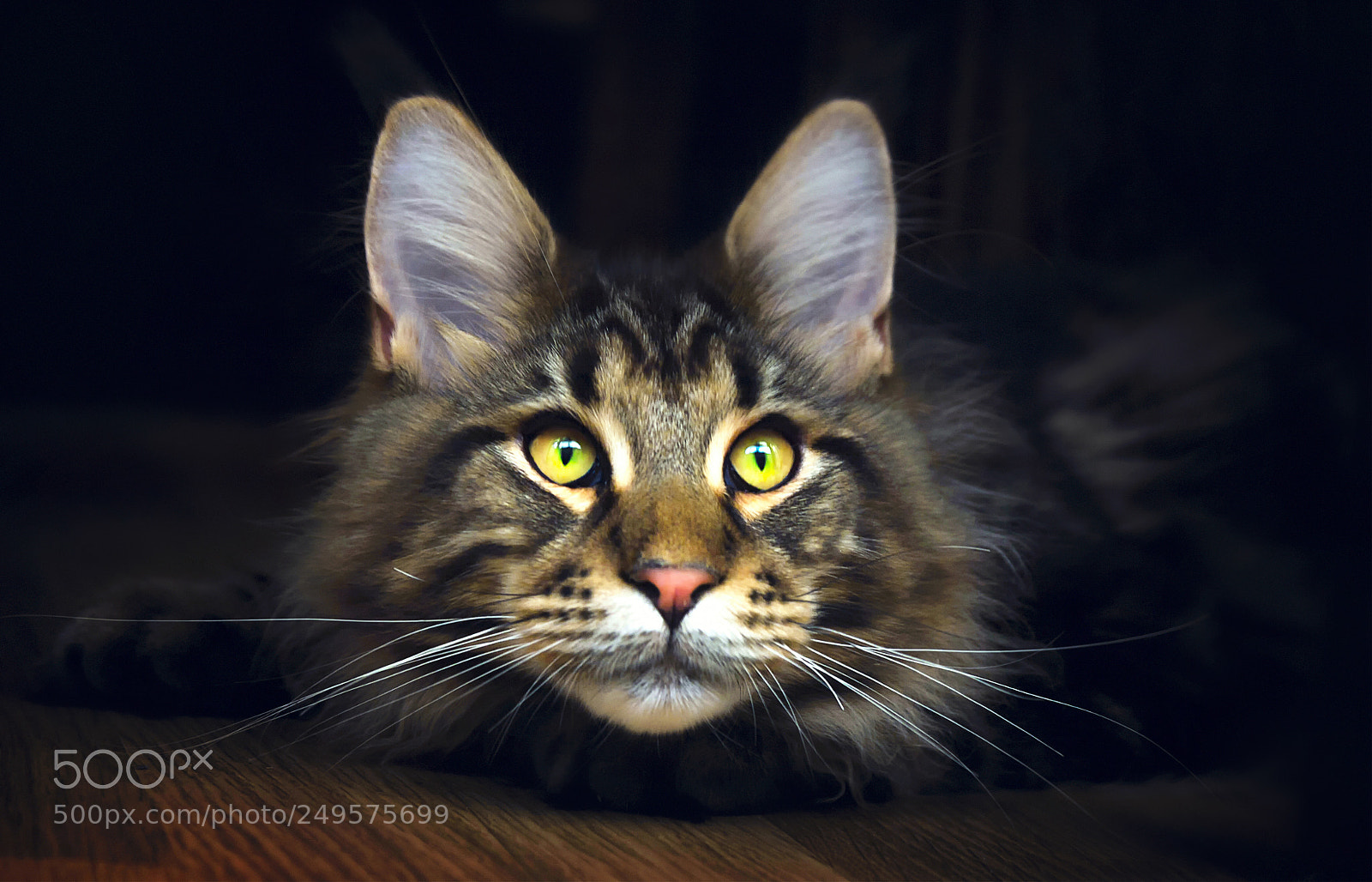 Canon EOS 50D sample photo. Animals, cat, kitten, maine photography