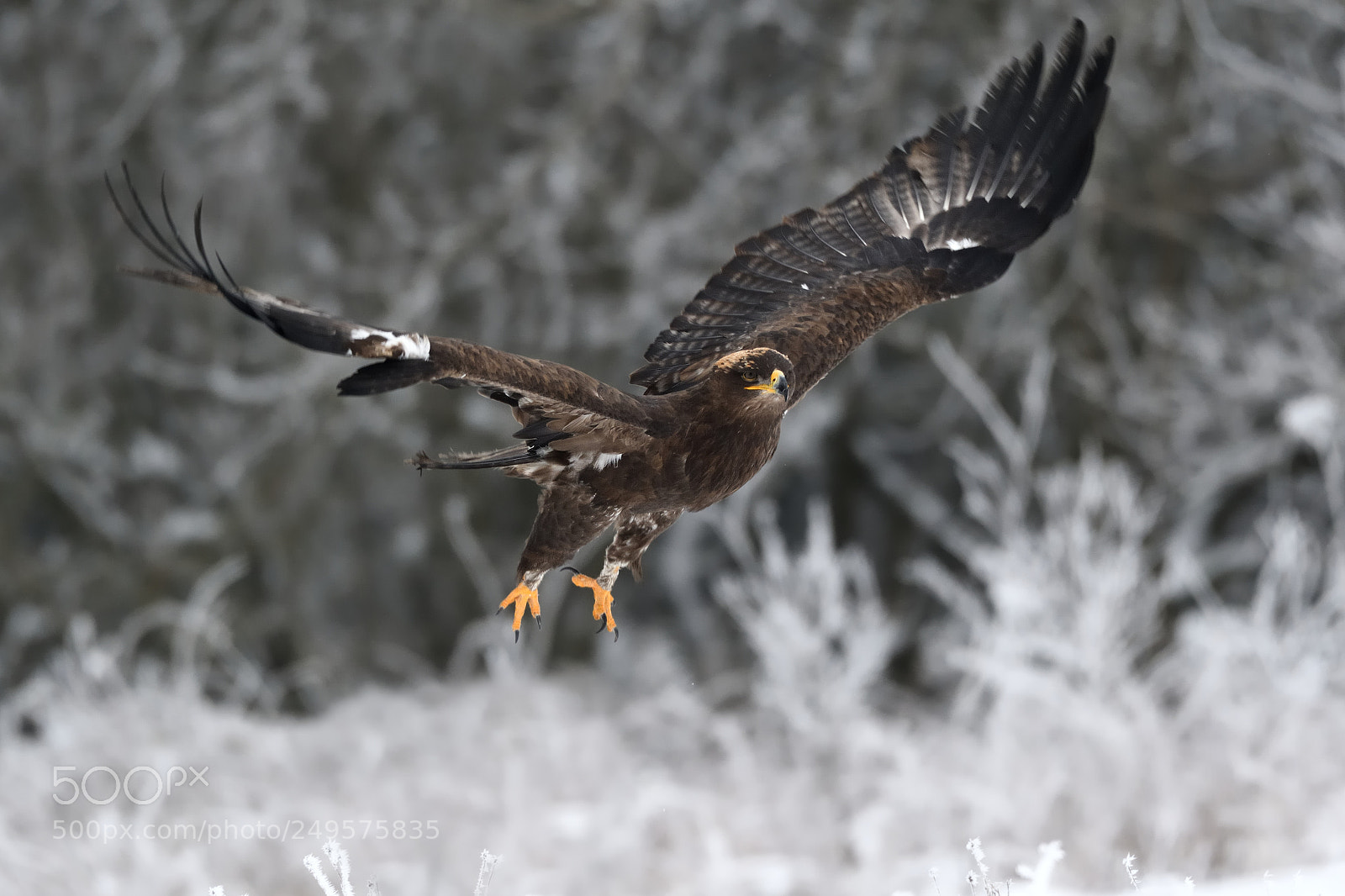 Nikon D500 sample photo. Steppe eagle photography