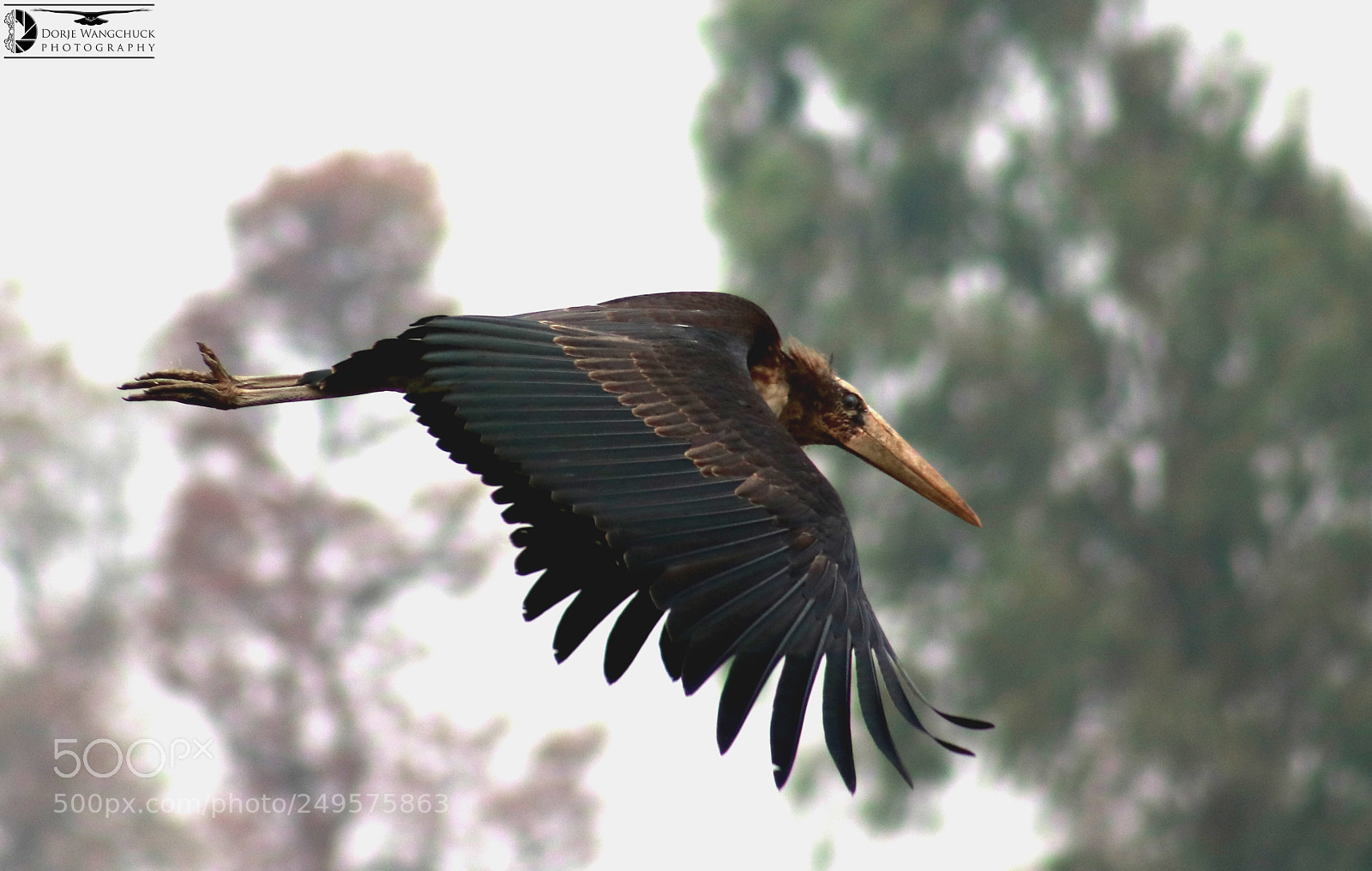Canon EOS 80D sample photo. Big catch photography