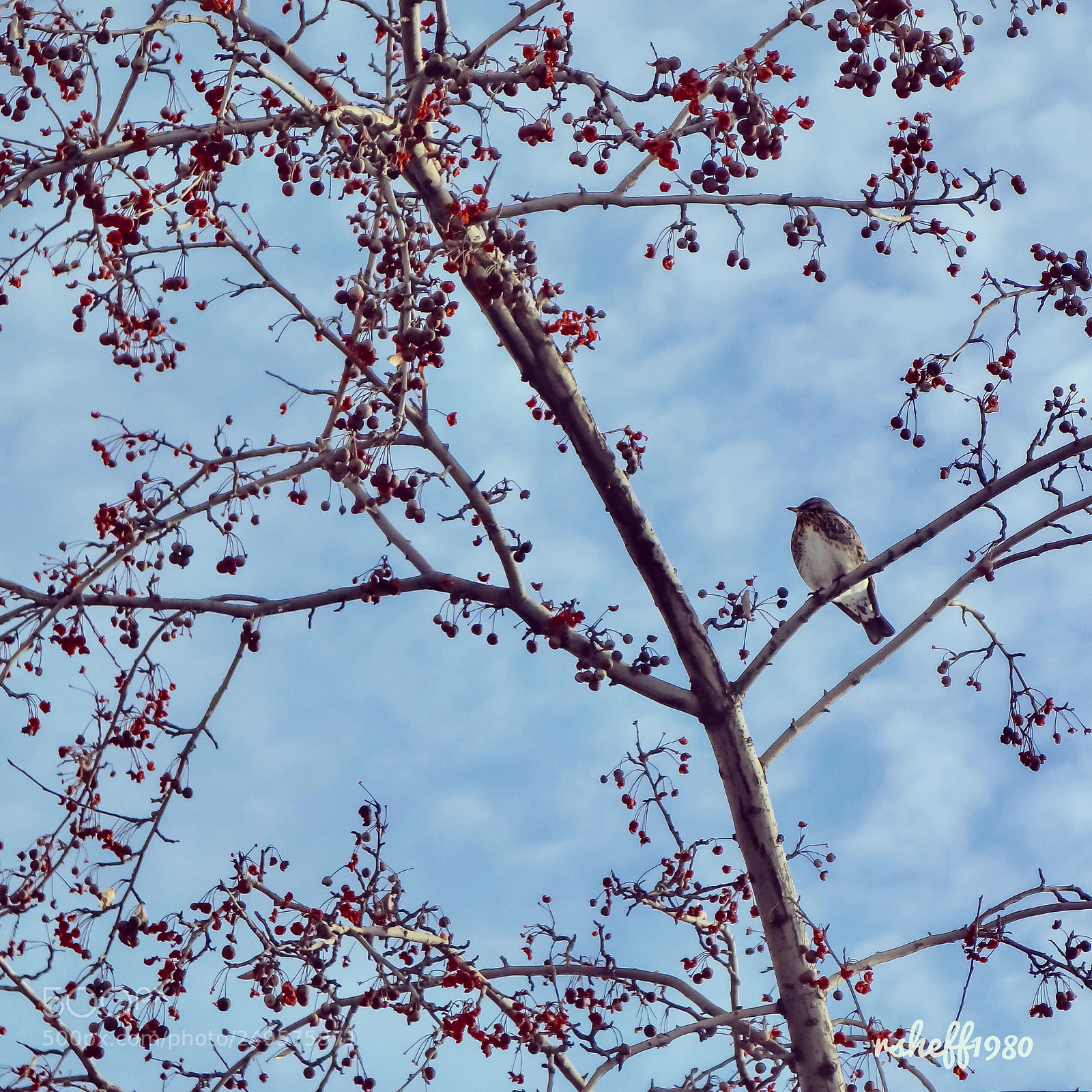 Canon EOS M6 sample photo. Rowan & bird photography