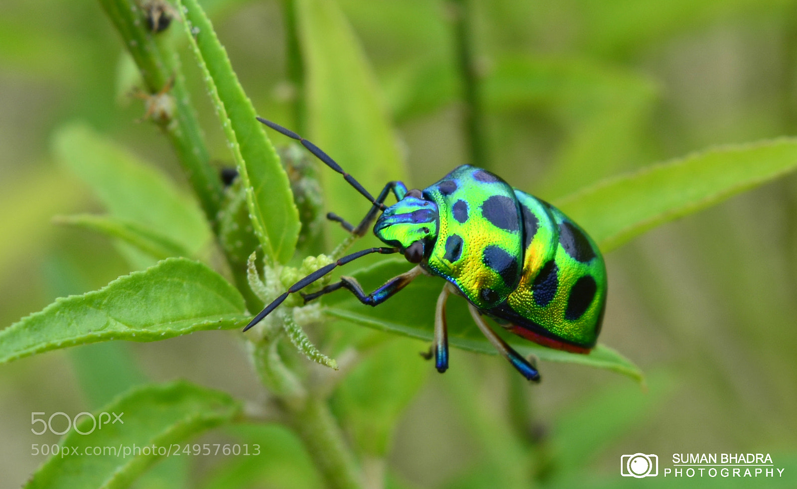 Nikon D5200 sample photo. Jewal bug. photography