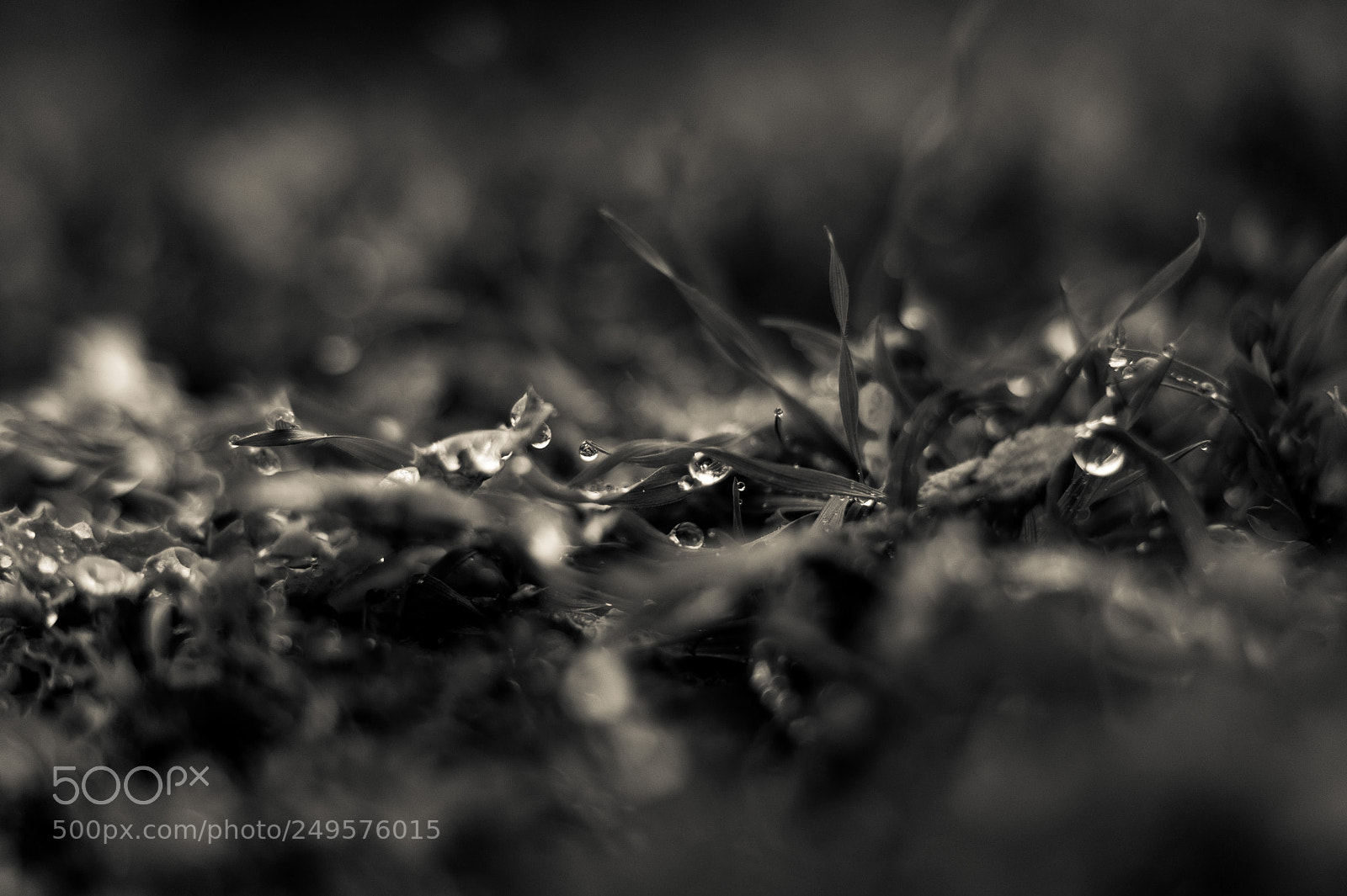 Sony SLT-A58 sample photo. Raindrops photography