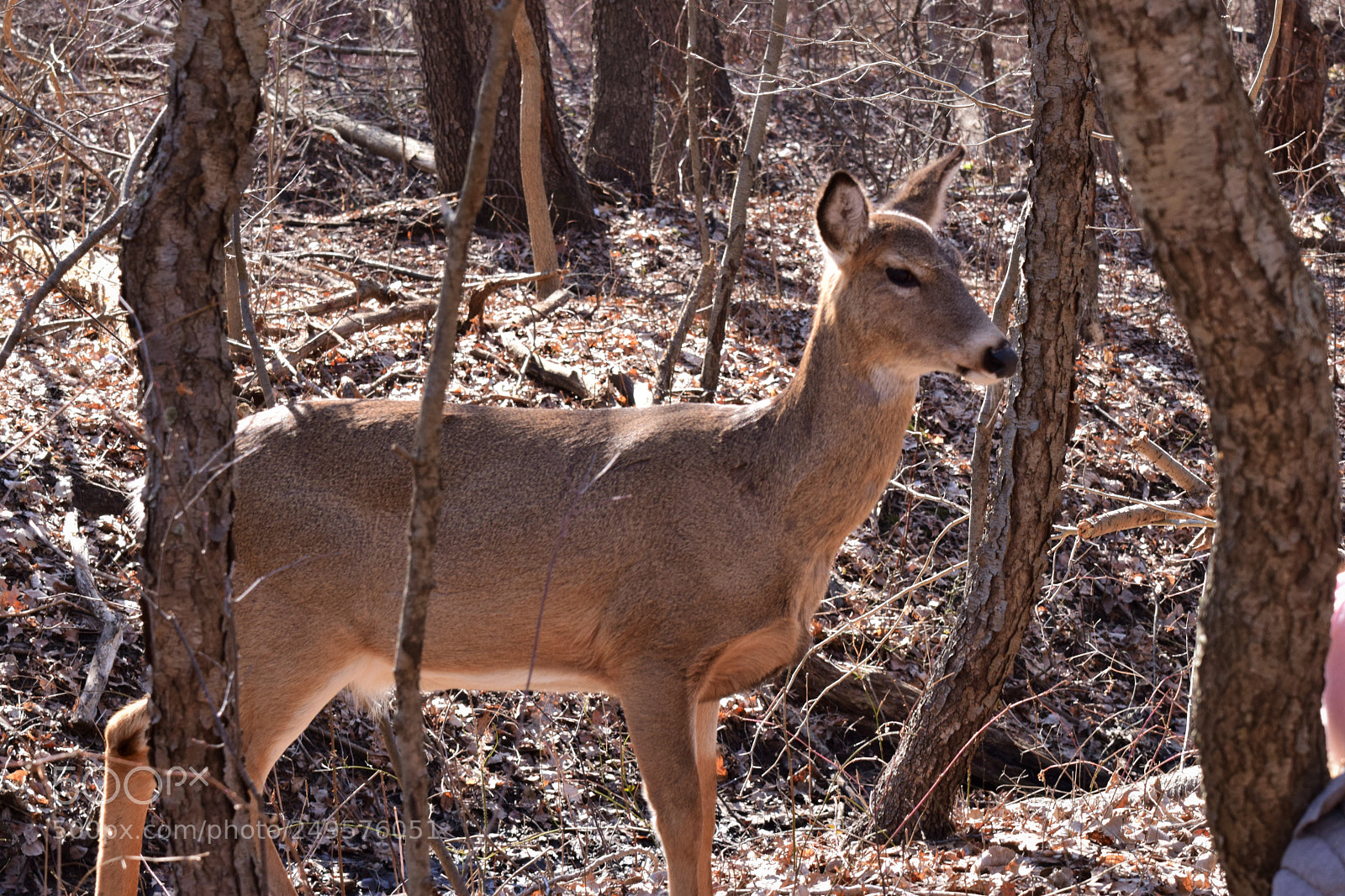 Nikon D3300 sample photo. White tailed deer photography