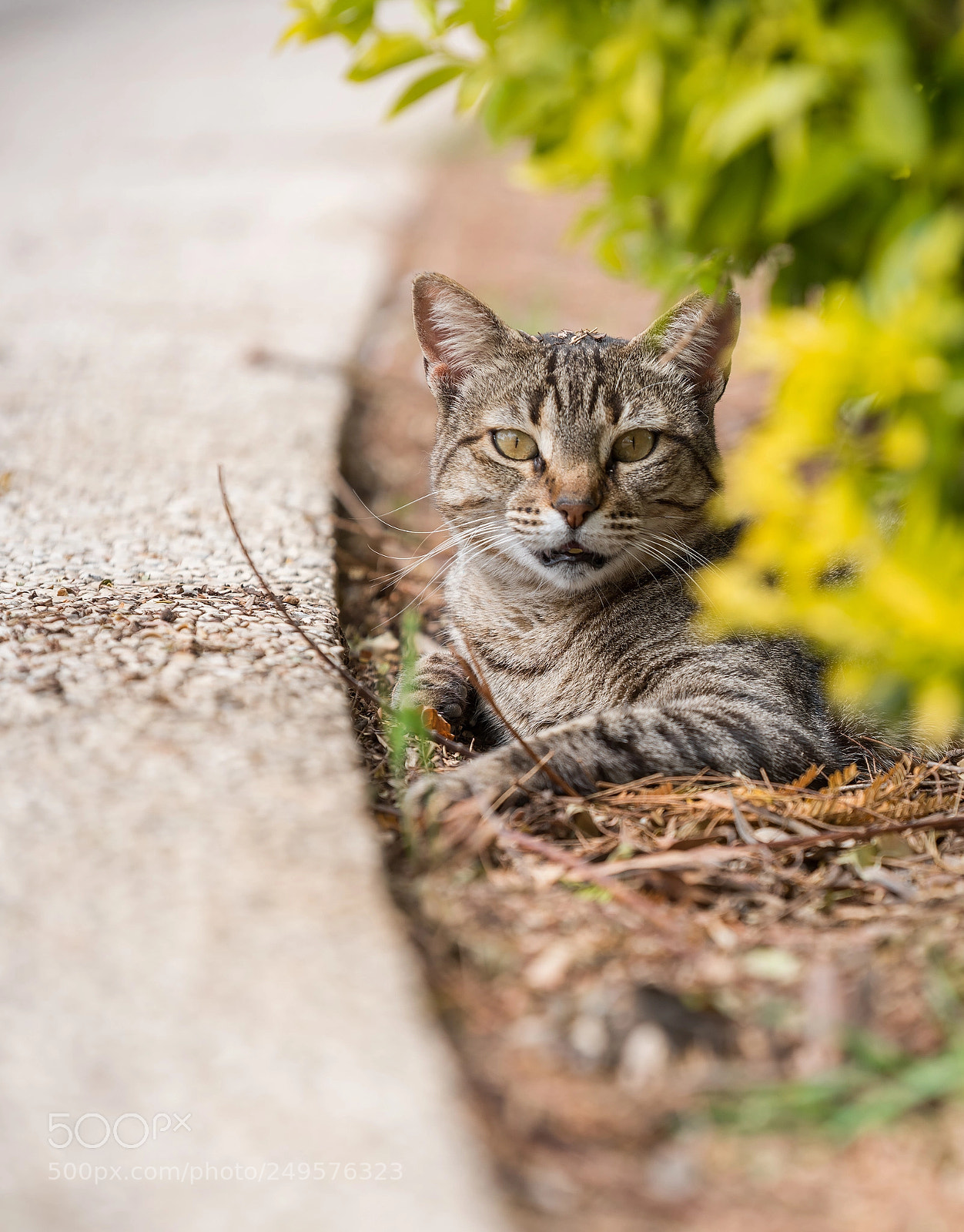 Nikon D810 sample photo. Lazy day photography