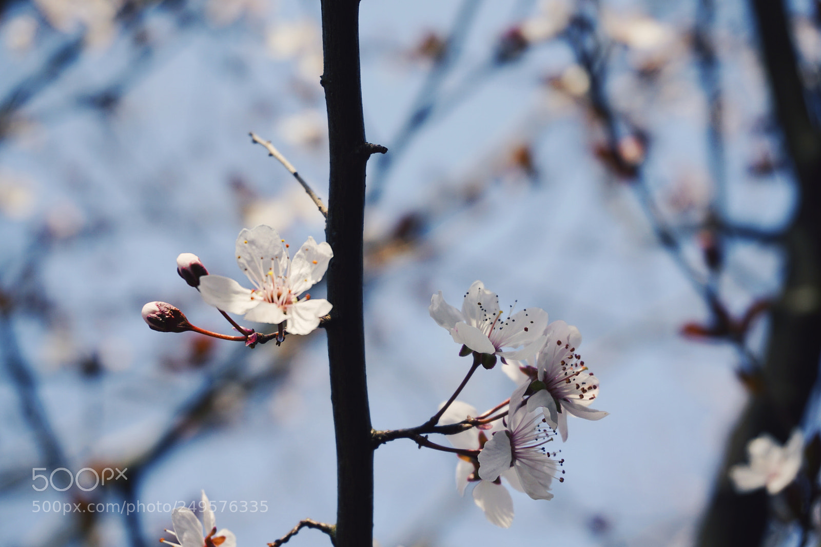 Sony a6000 sample photo. Flowers photography