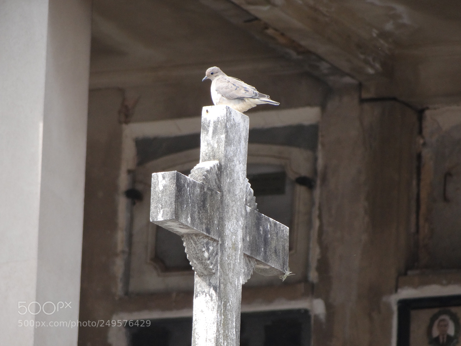 Sony Cyber-shot DSC-HX100V sample photo. Life inbetween death photography