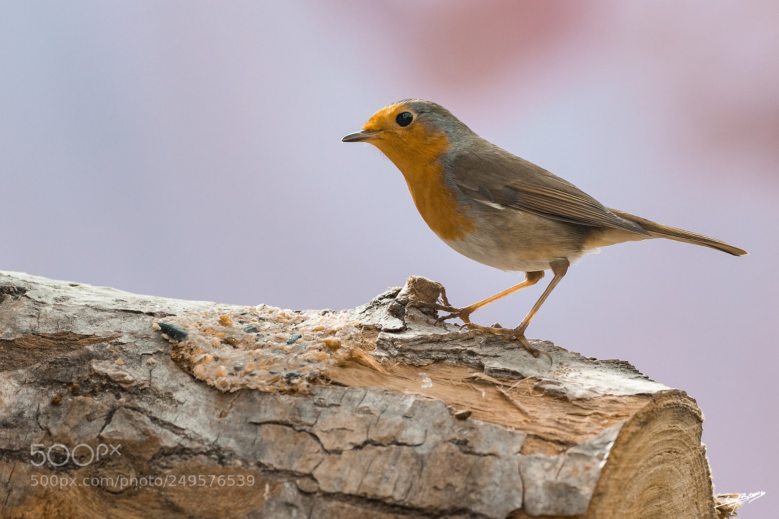Pentax K-3 II sample photo. Rouge gorge photography