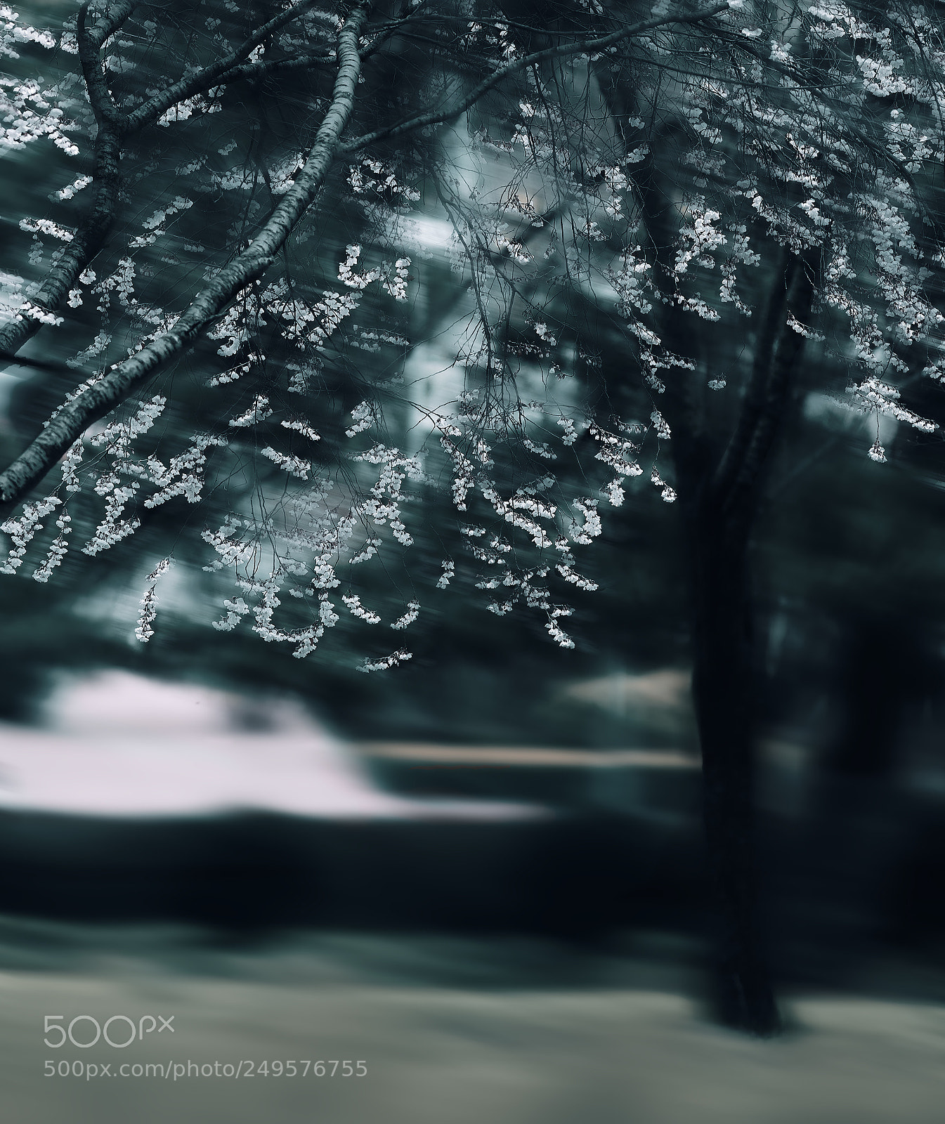 Canon EOS 5D Mark IV sample photo. 三月的樱花march cherry blossoms photography