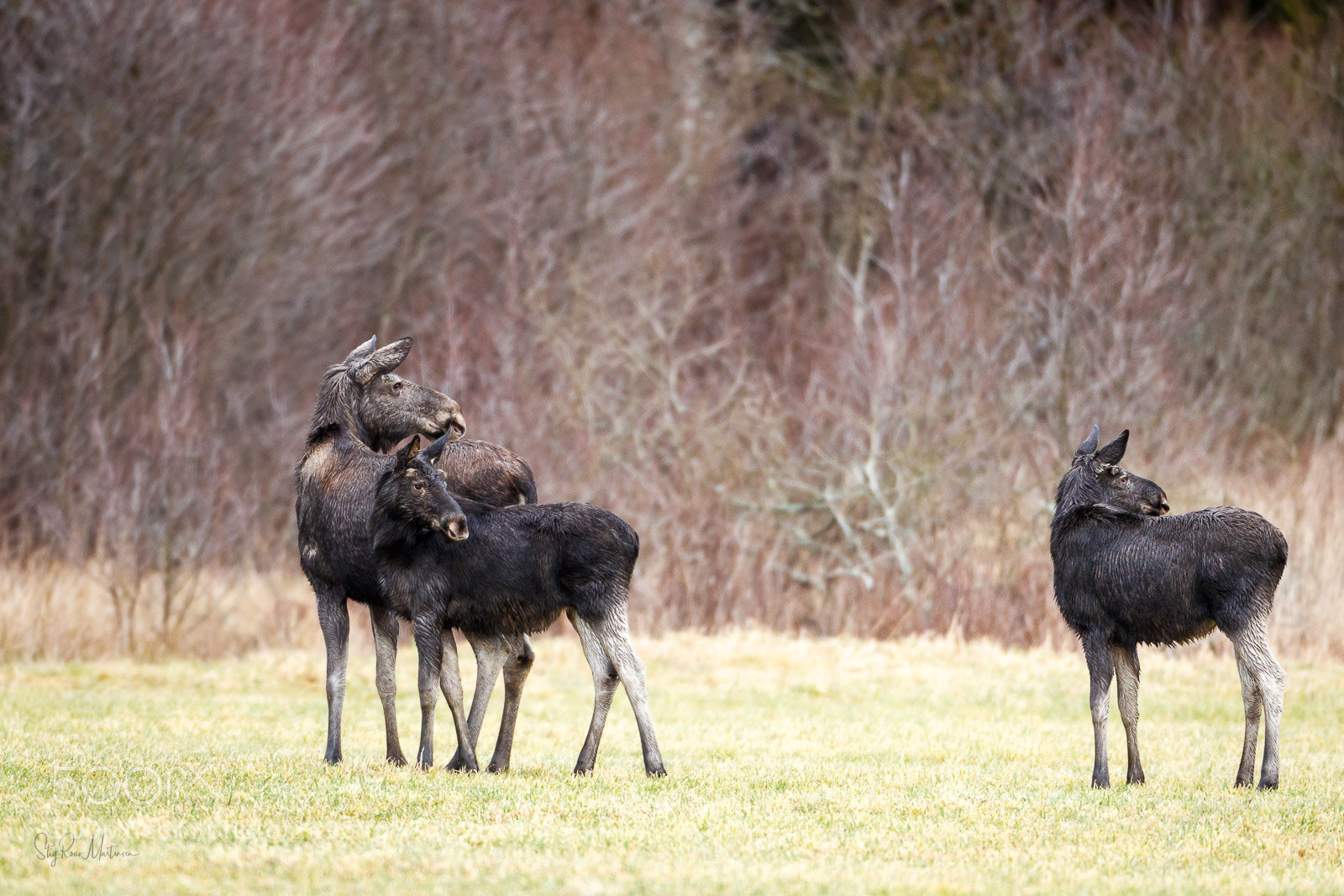 Canon EOS-1D X Mark II sample photo. Elg (moose, alces alces). photography