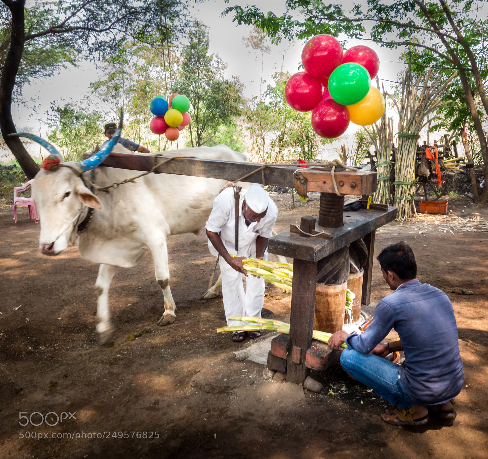 Sony Cyber-shot DSC-RX100 sample photo. Fresh sugarcane from farm.. photography