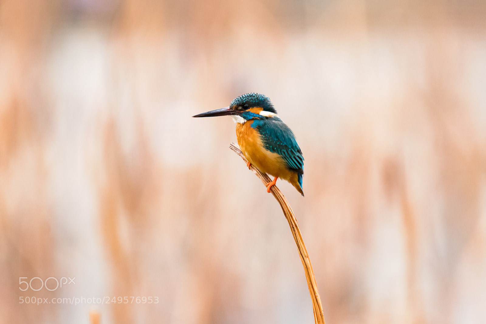 Canon EOS 80D sample photo. Kingfisher photography