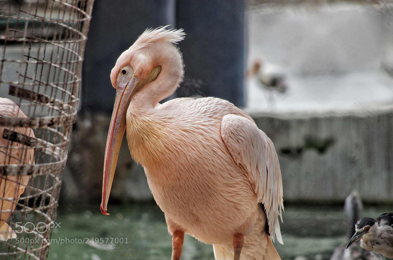 Pentax K-5 IIs sample photo. Pink pelican photography