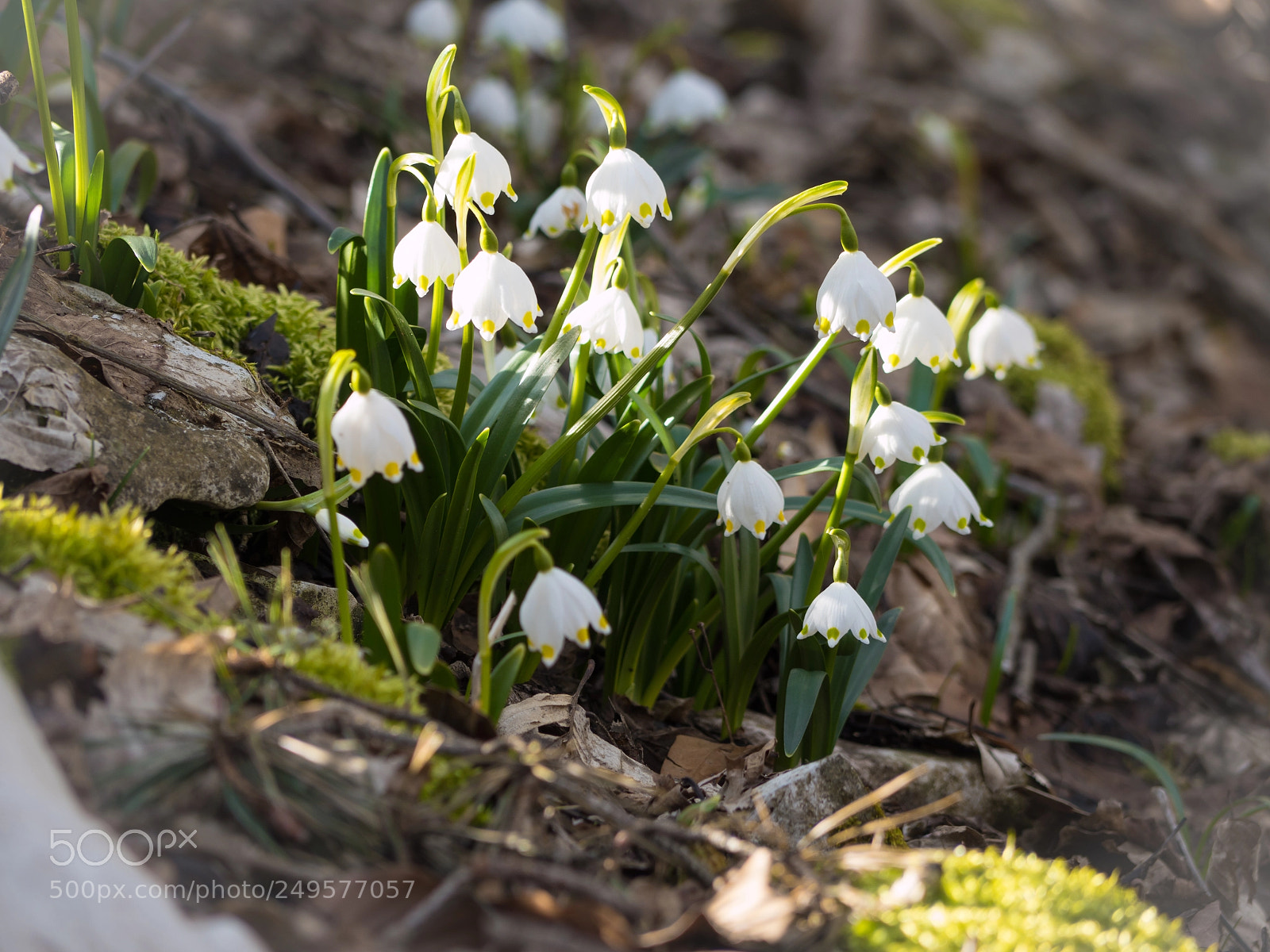 Panasonic Lumix DMC-GX8 sample photo. Spring is coming photography