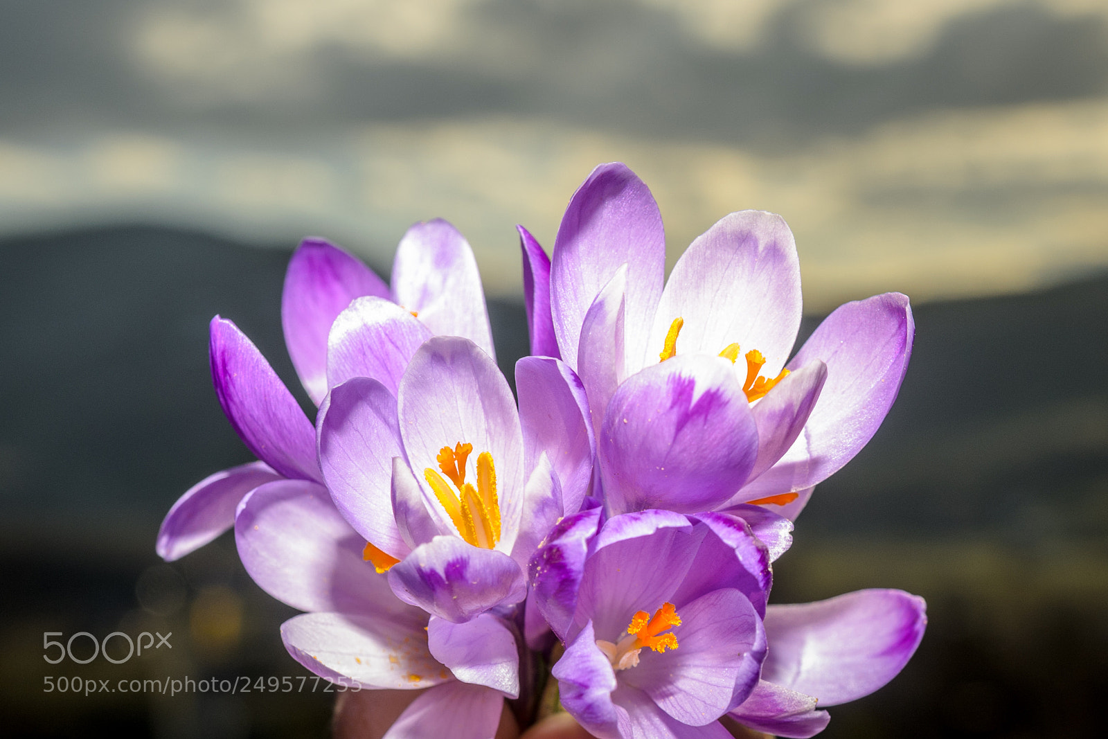 Nikon D7000 sample photo. Spring photography