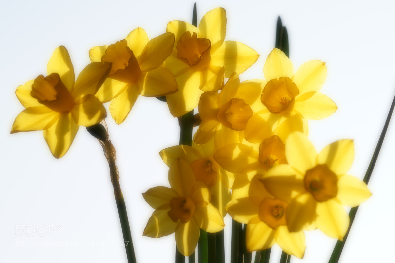 Sony a7 II sample photo. Narcissus photography