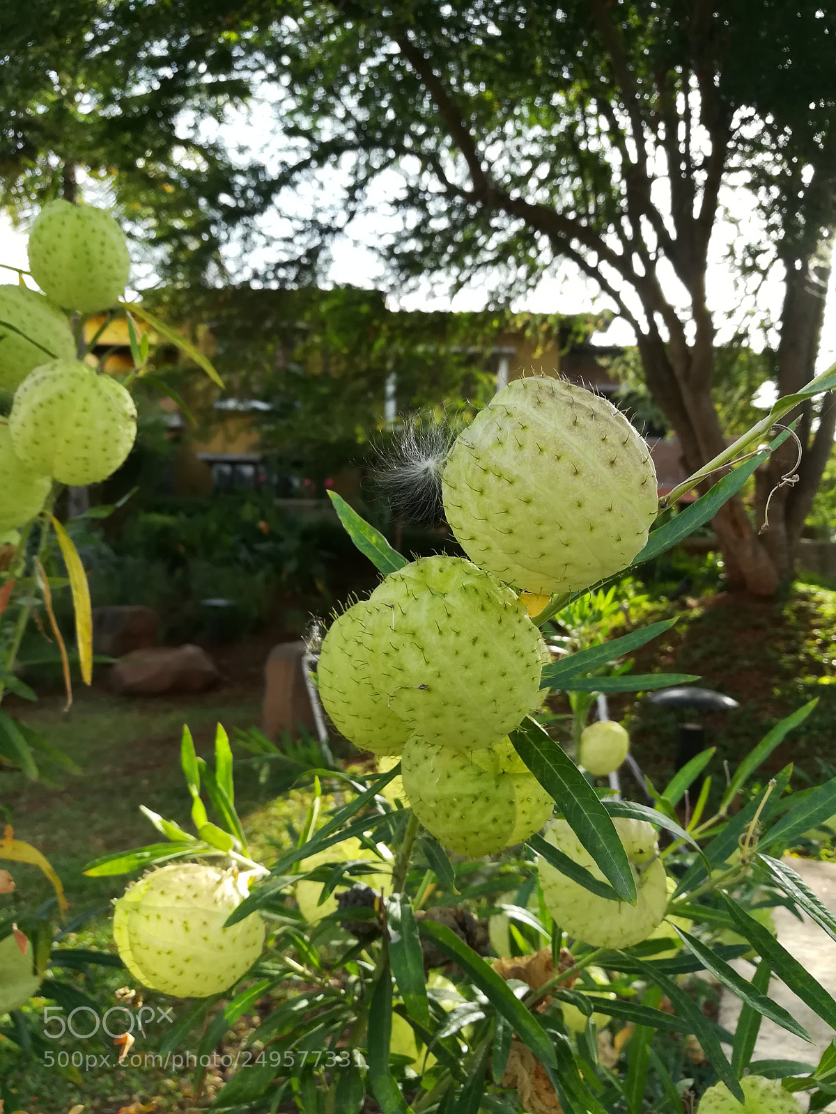 HUAWEI honor 6x sample photo. Balloon tree photography