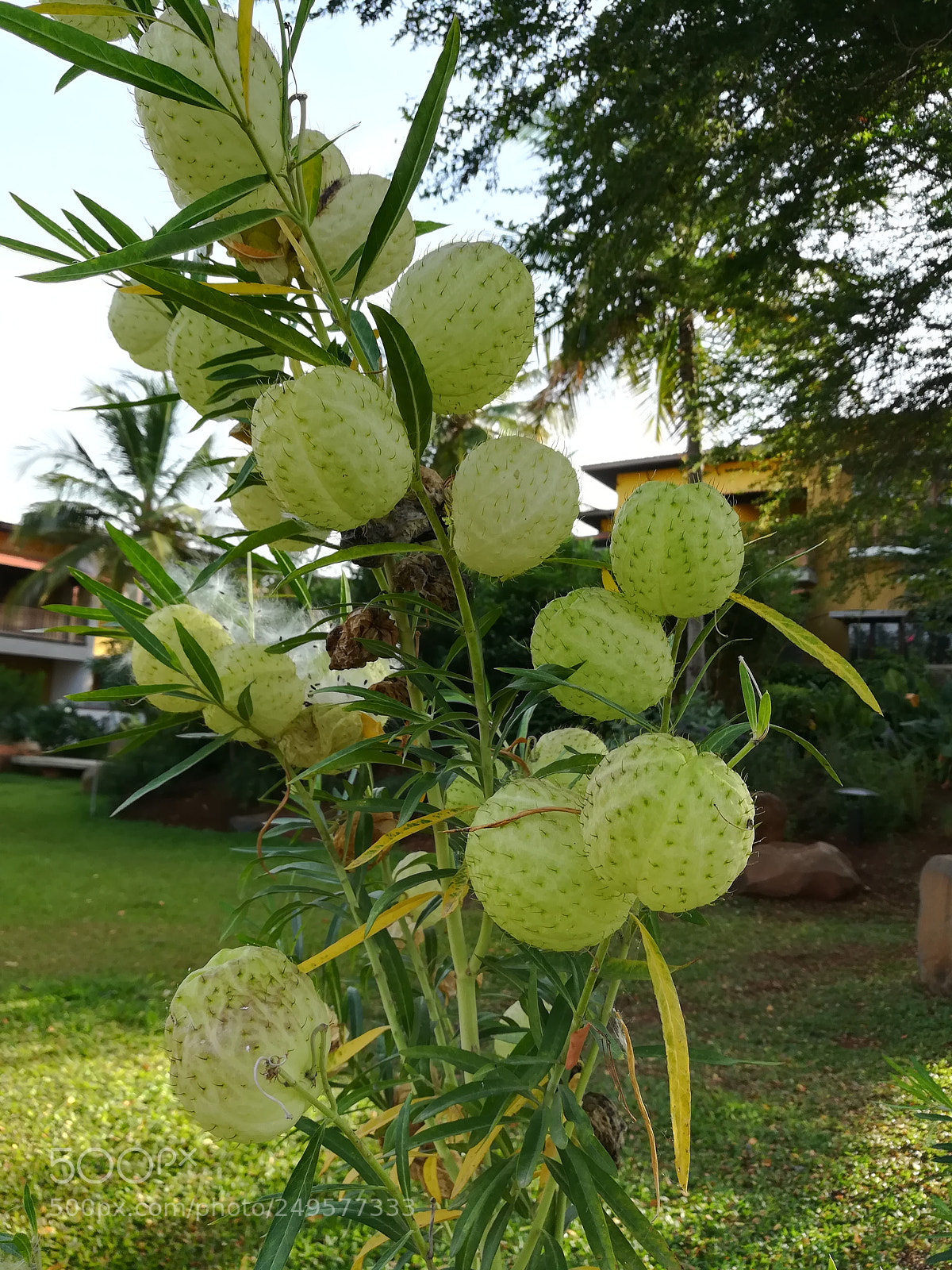 HUAWEI honor 6x sample photo. Balloon tree photography