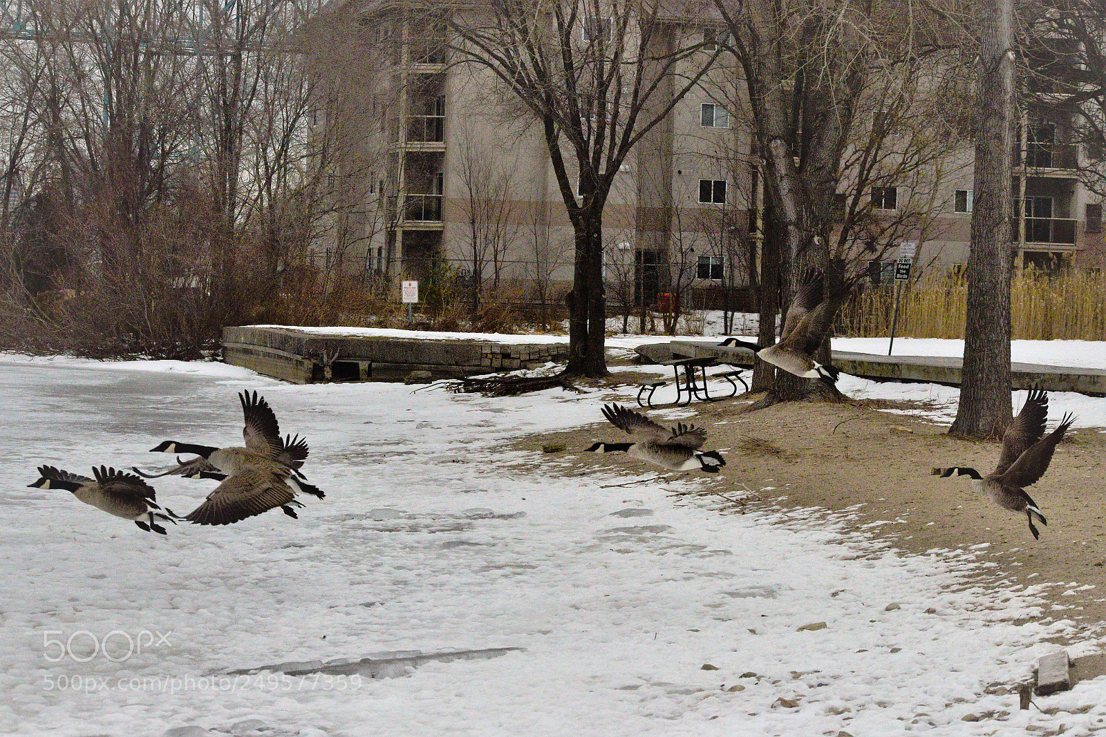 Nikon D3300 sample photo. Geese take off photography