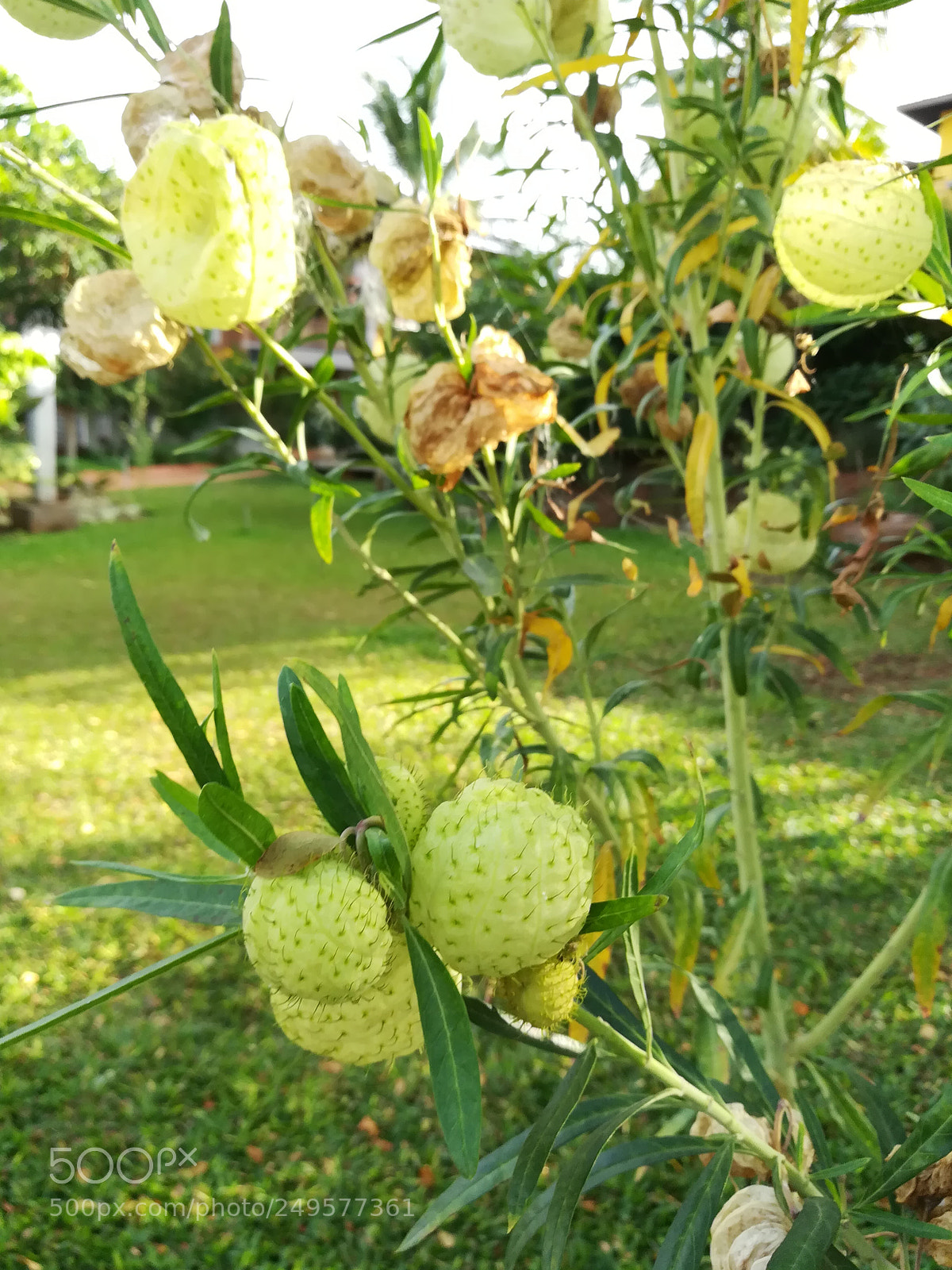 HUAWEI honor 6x sample photo. Balloon tree photography