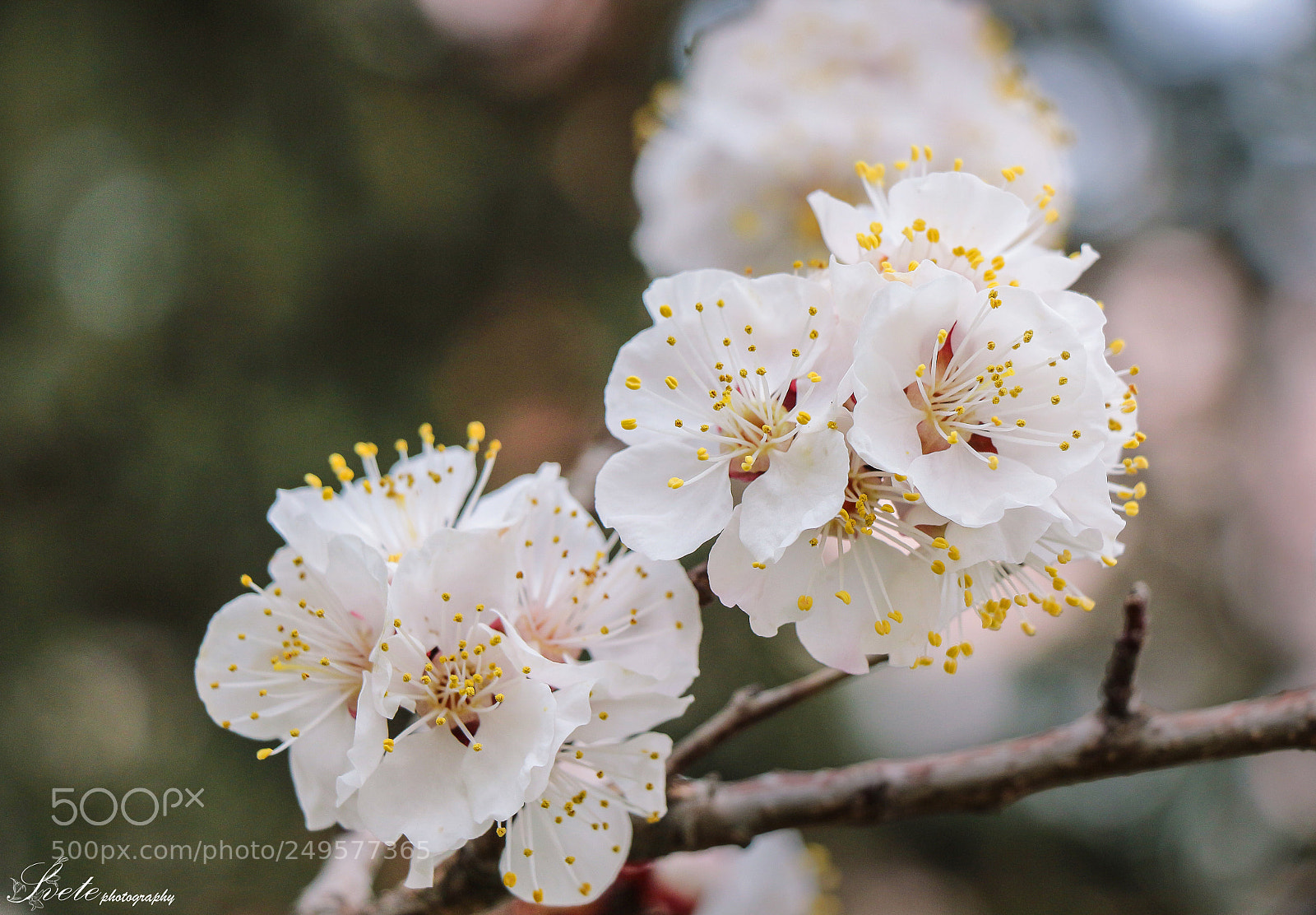 Canon EOS 700D (EOS Rebel T5i / EOS Kiss X7i) sample photo. Full of blossoms... photography
