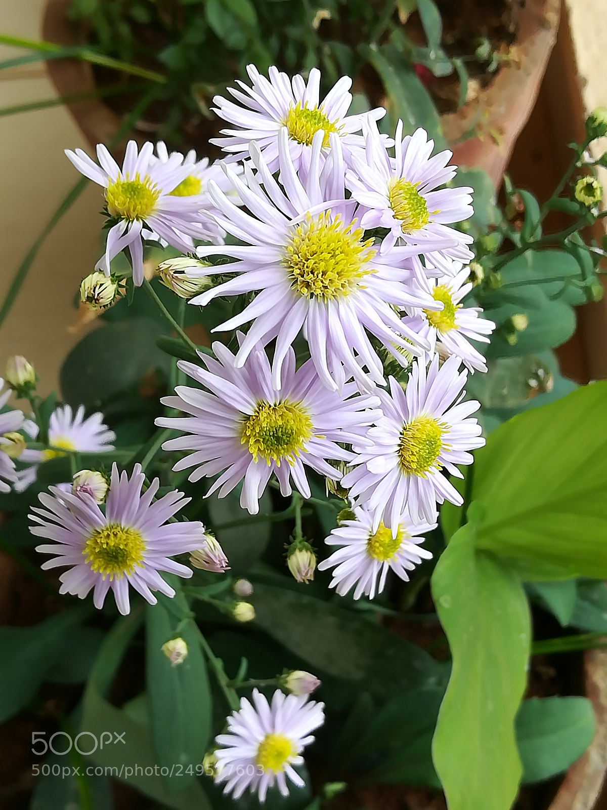 HUAWEI honor 6x sample photo. Violet flowers photography