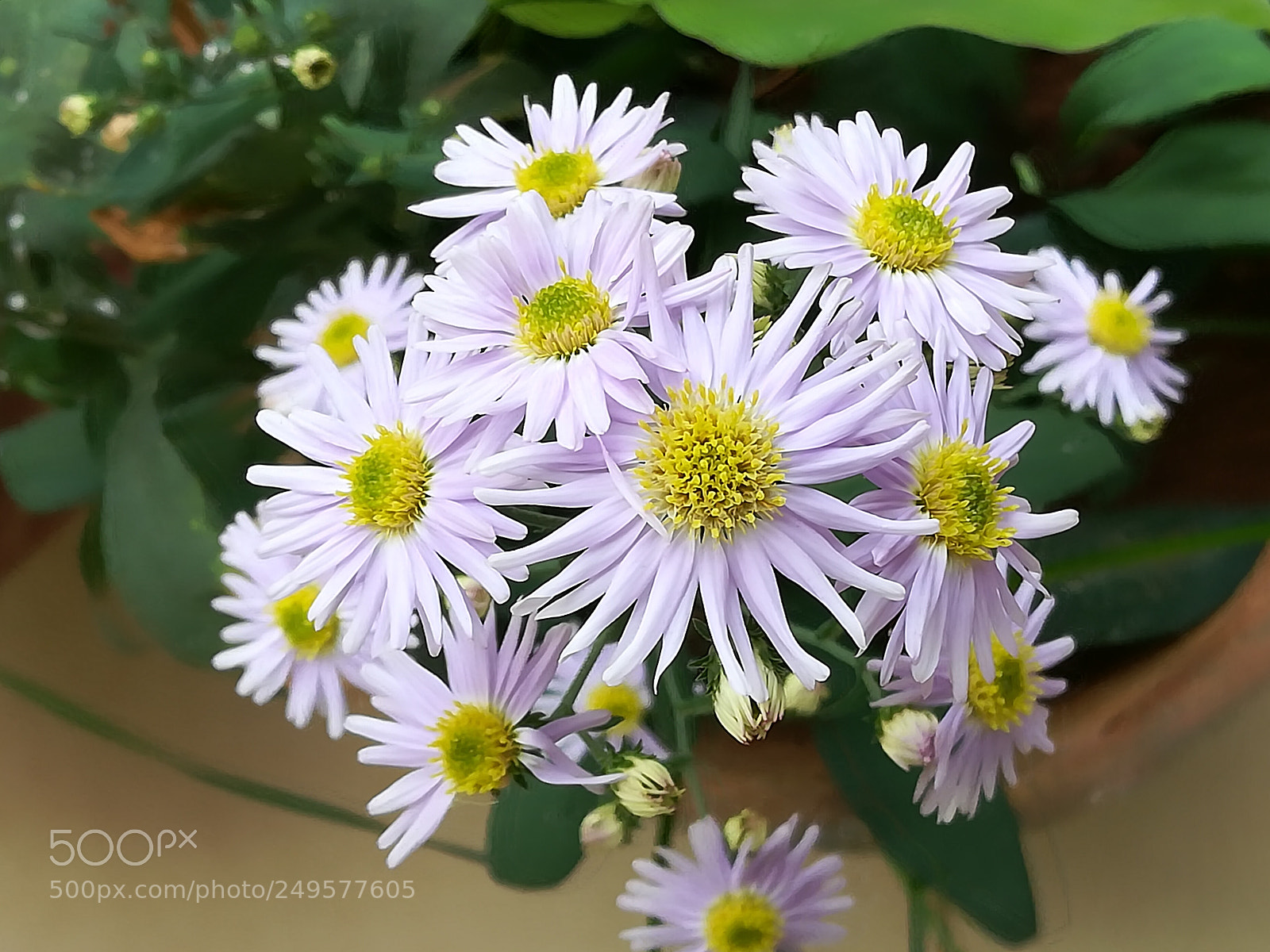 HUAWEI honor 6x sample photo. Violet flowers photography