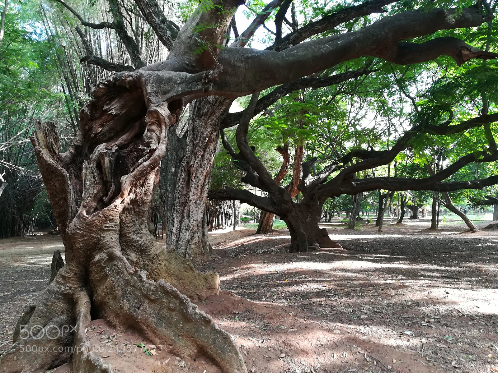 HUAWEI honor 6x sample photo. Cubbon park photography