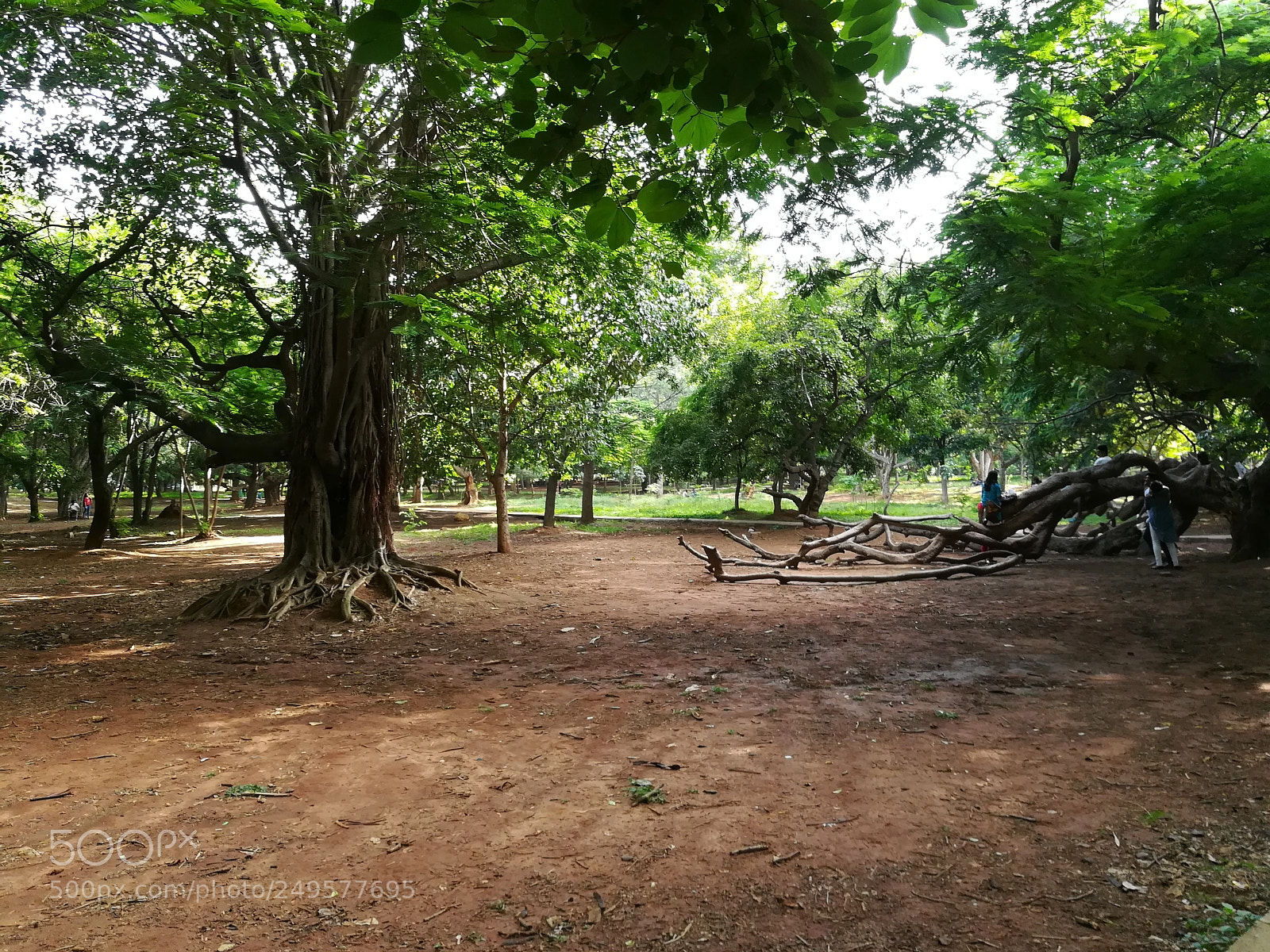 HUAWEI honor 6x sample photo. Cubbon park photography