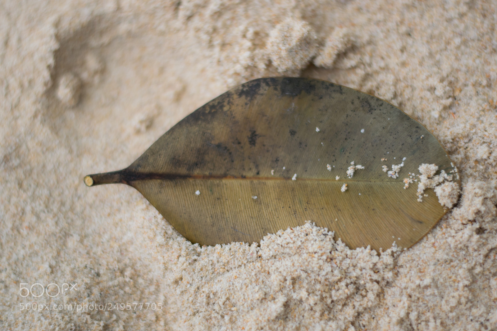 Nikon D5300 sample photo. Palm leaf photography
