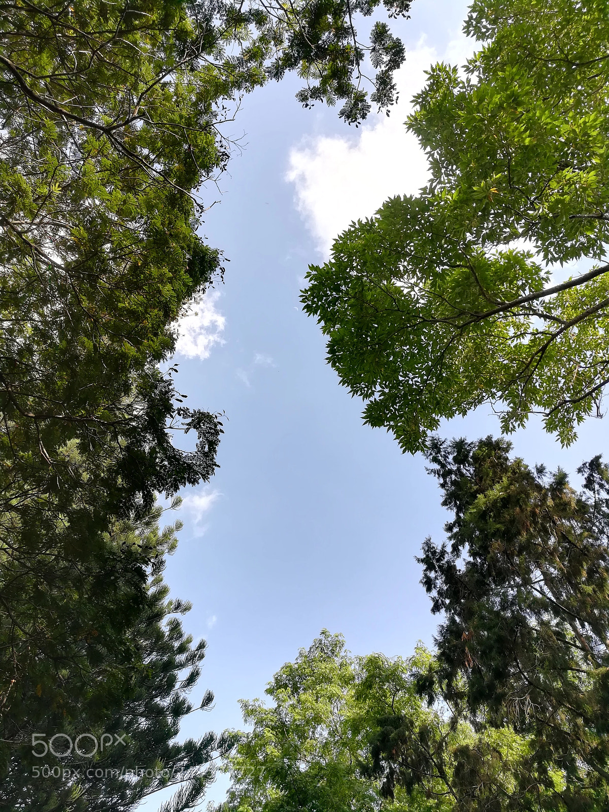 HUAWEI honor 6x sample photo. Cubbon park photography