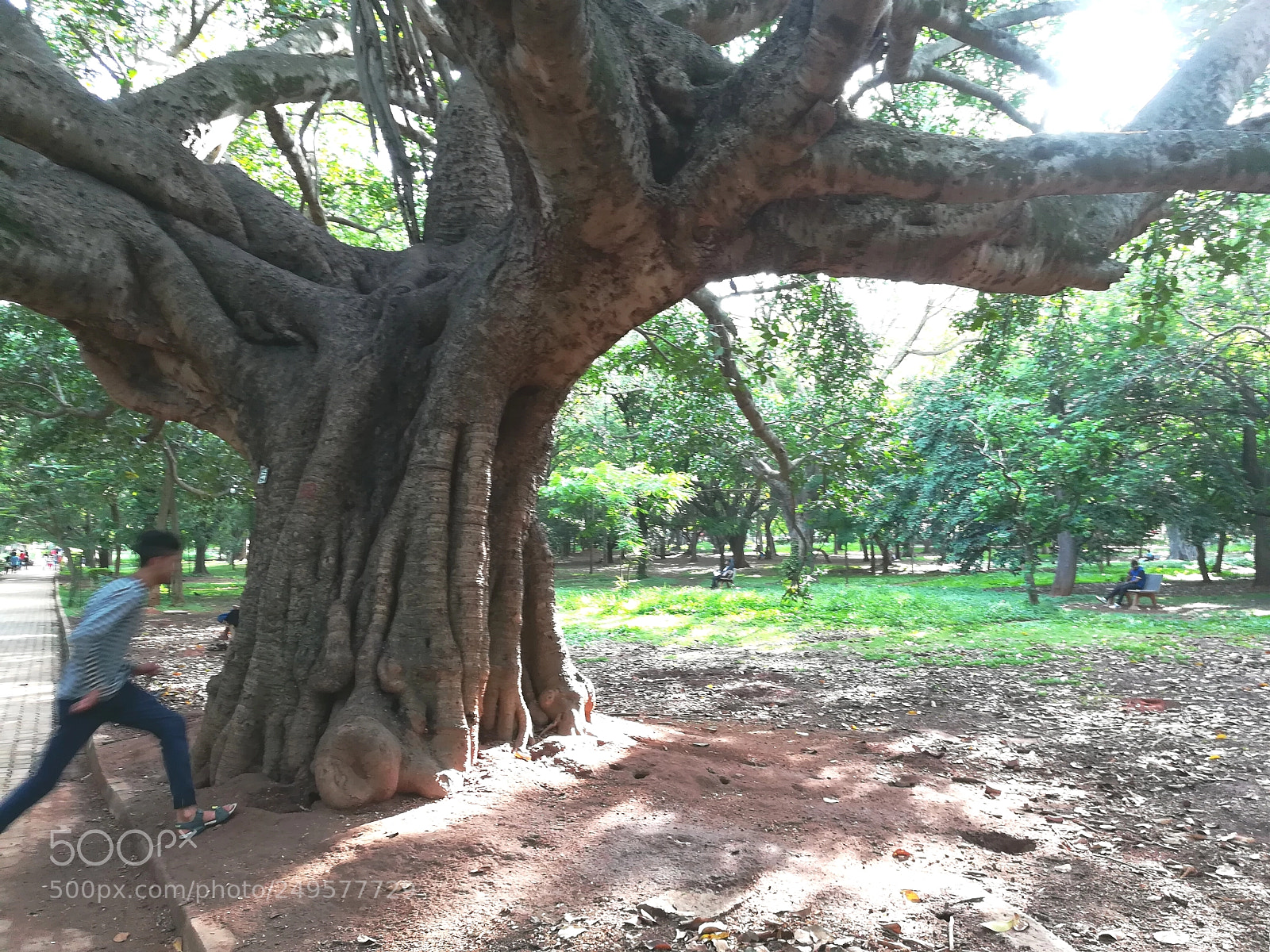 HUAWEI honor 6x sample photo. Cubbon park photography