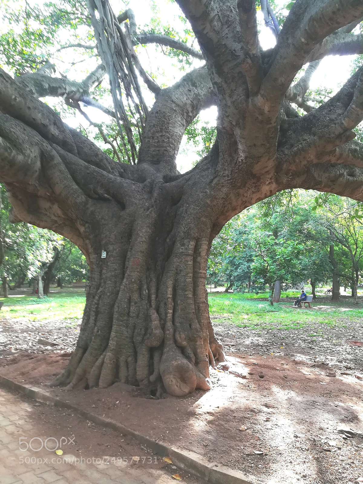 HUAWEI honor 6x sample photo. Cubbon park photography