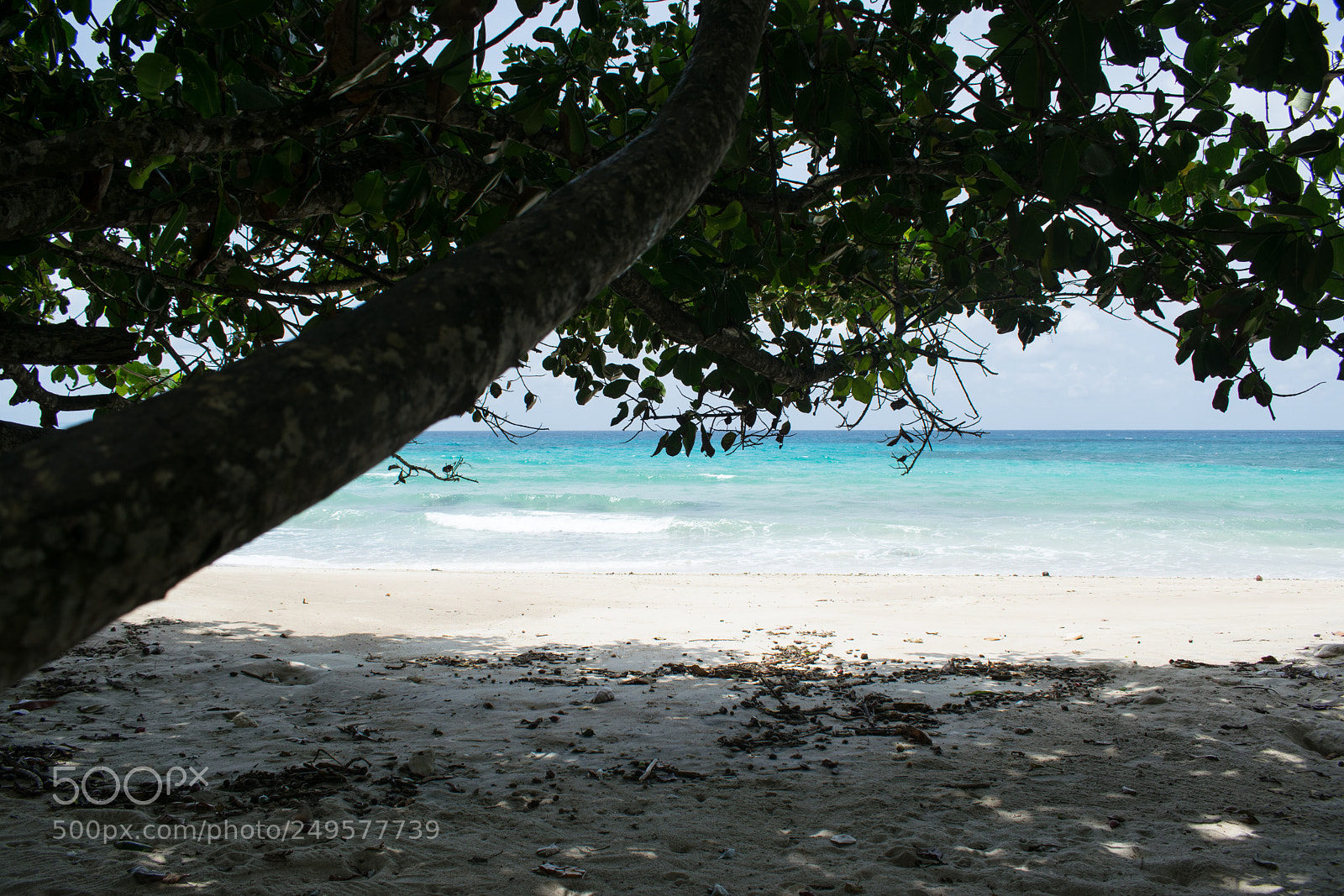 Nikon D5300 sample photo. The perfect shade photography